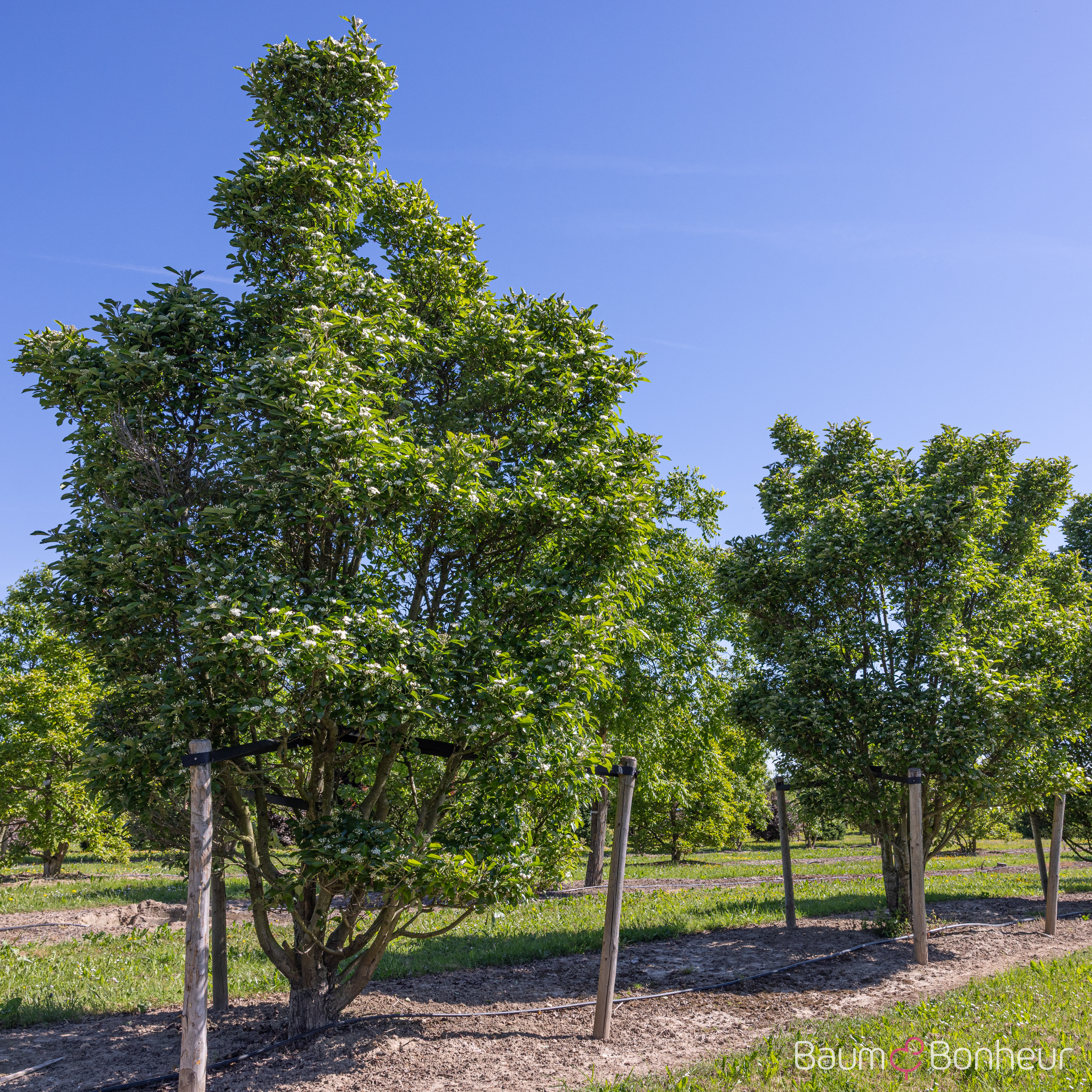 Crataegus lavallei 'Carrierei'