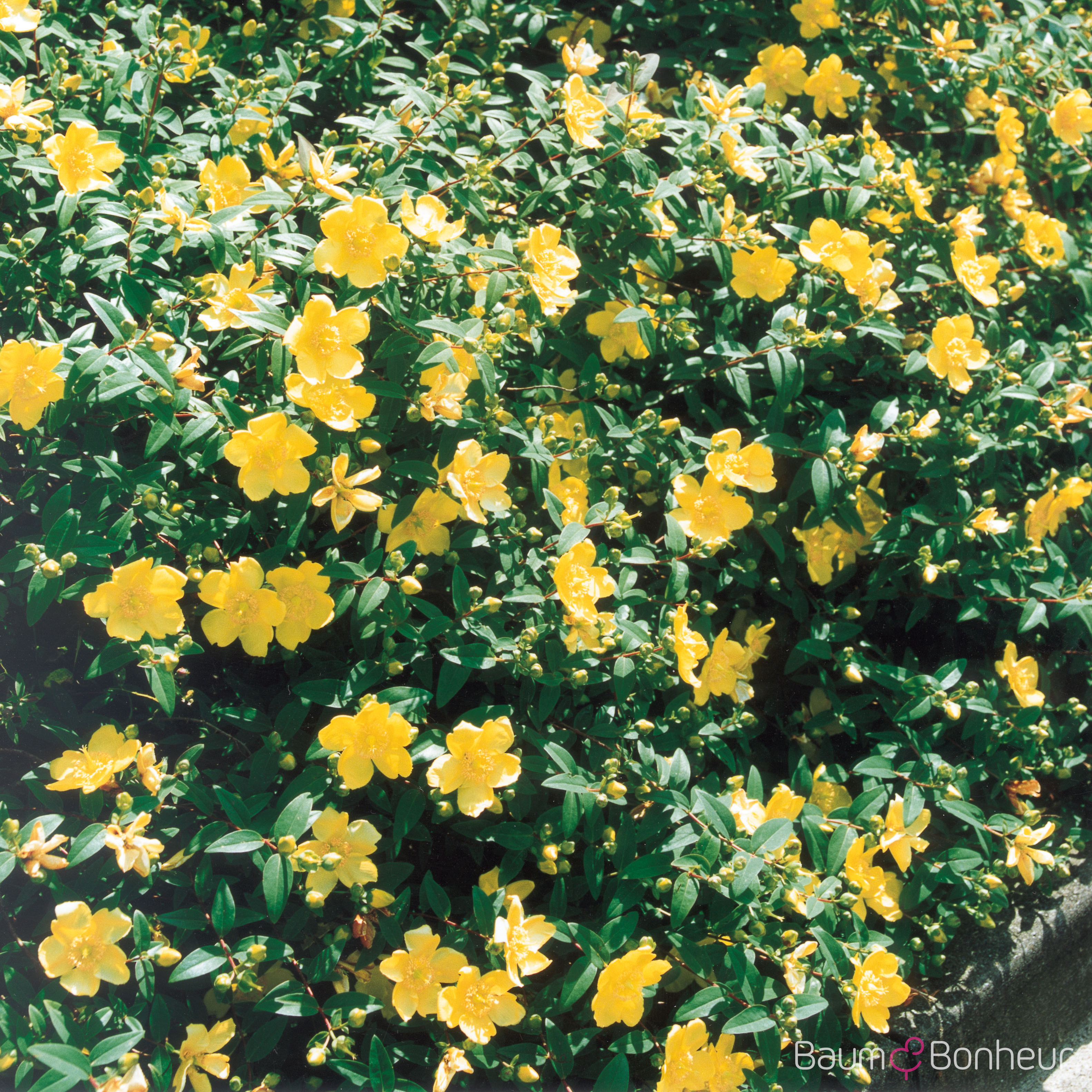 Hypericum x moserianum