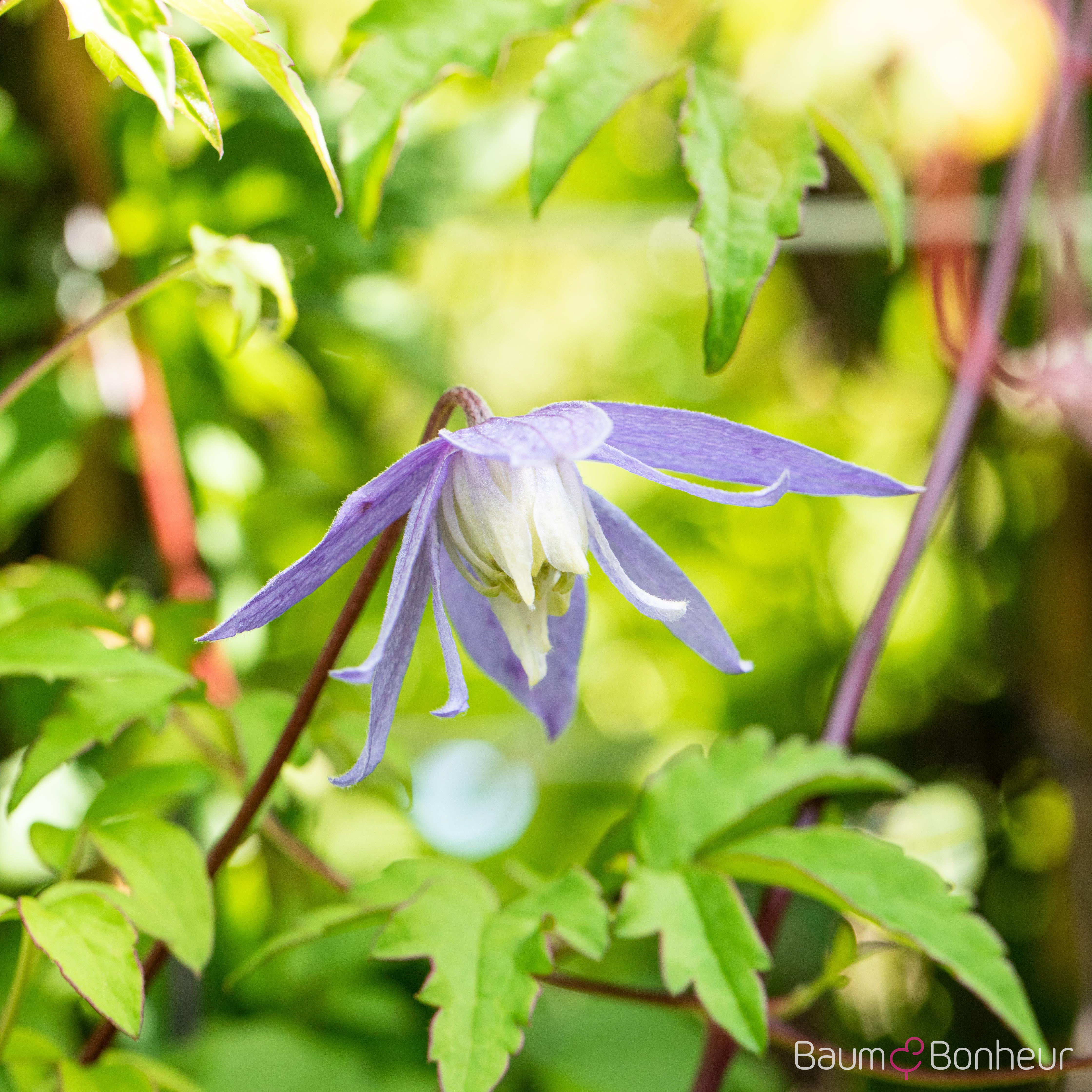Clematis alpina
