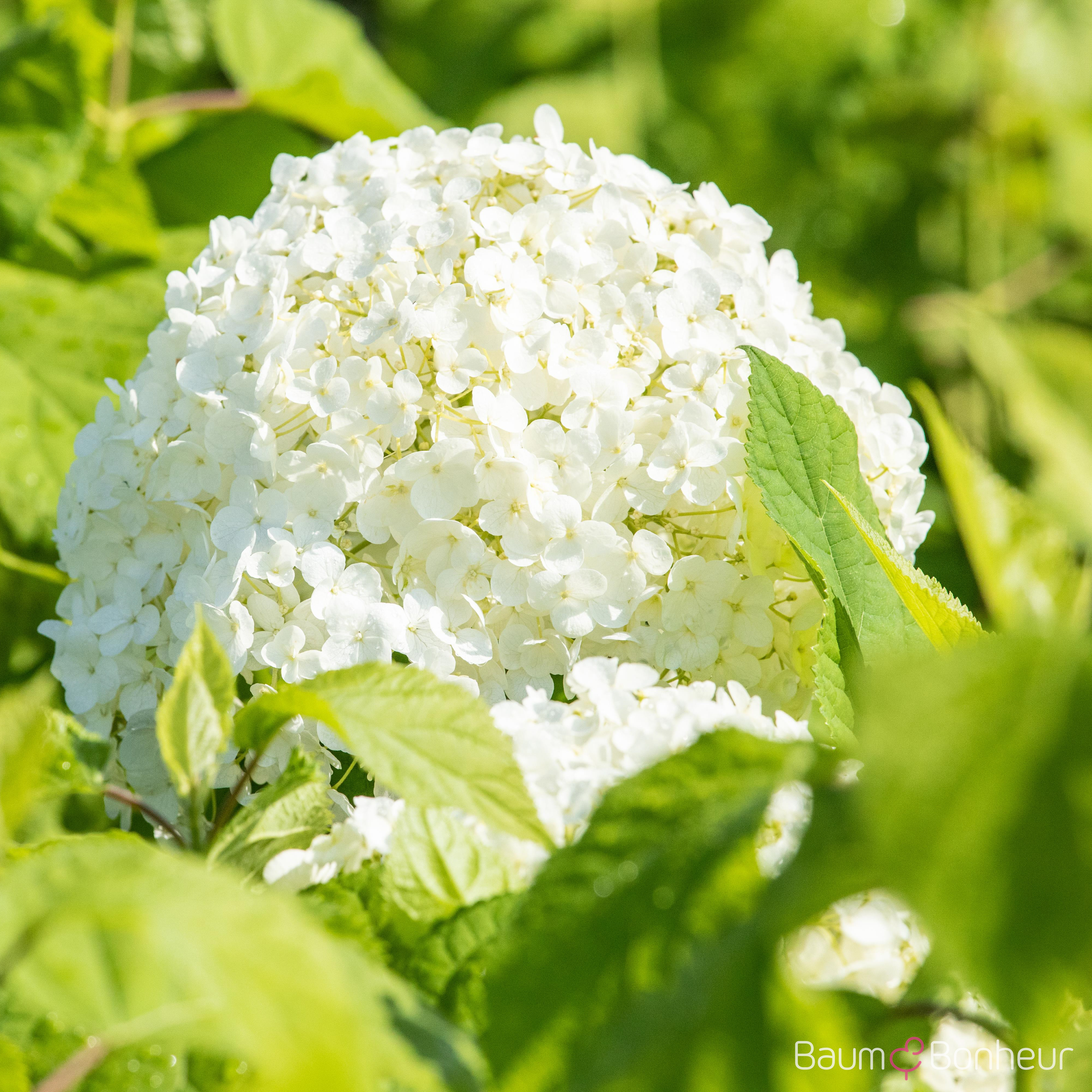 Hydrangea arborescens 'Annabelle'