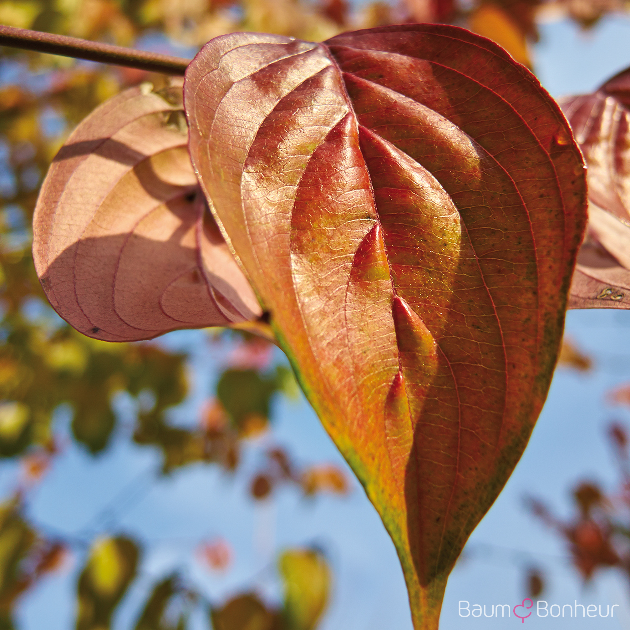 Cornus mas