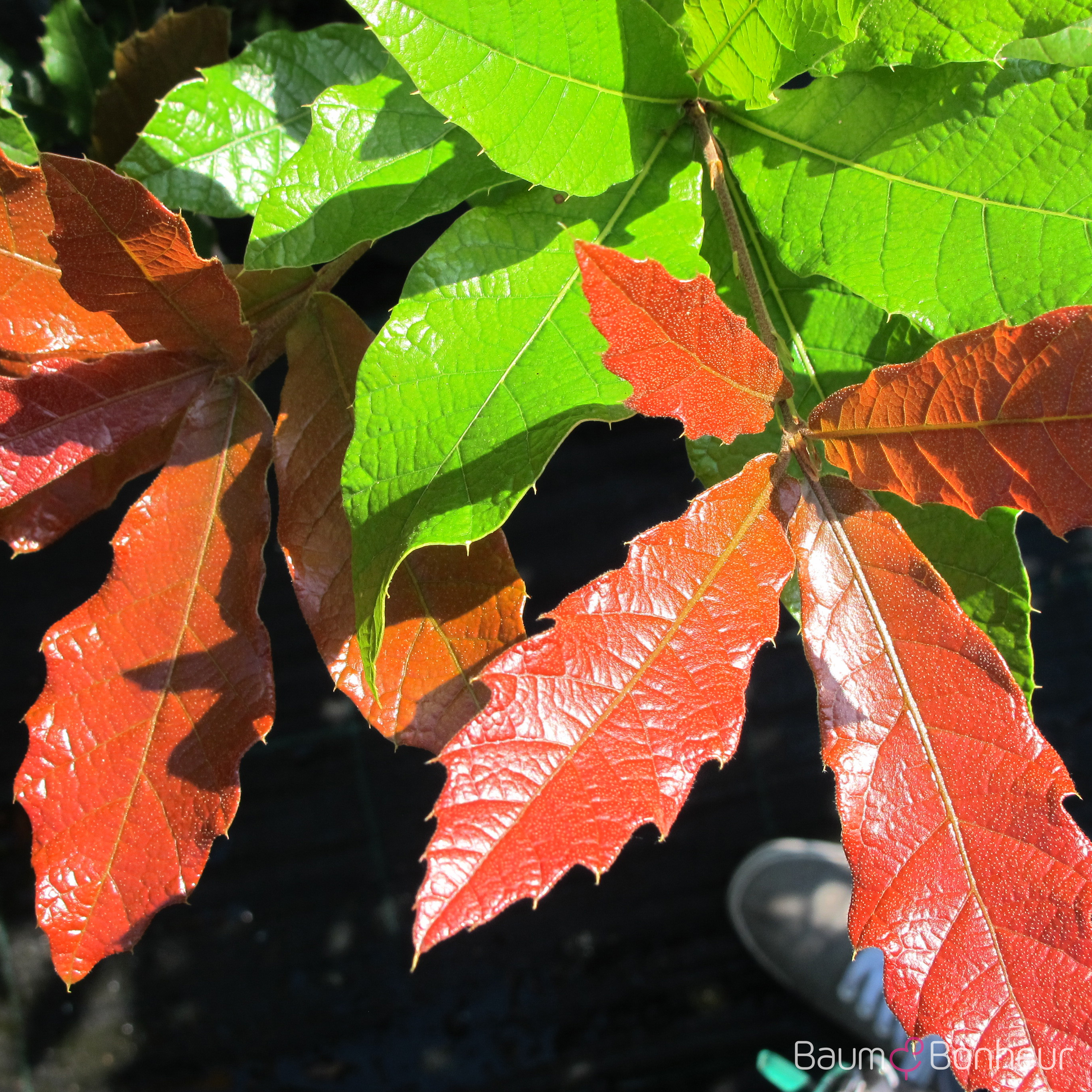 Quercus rhysophylla 'Maya'