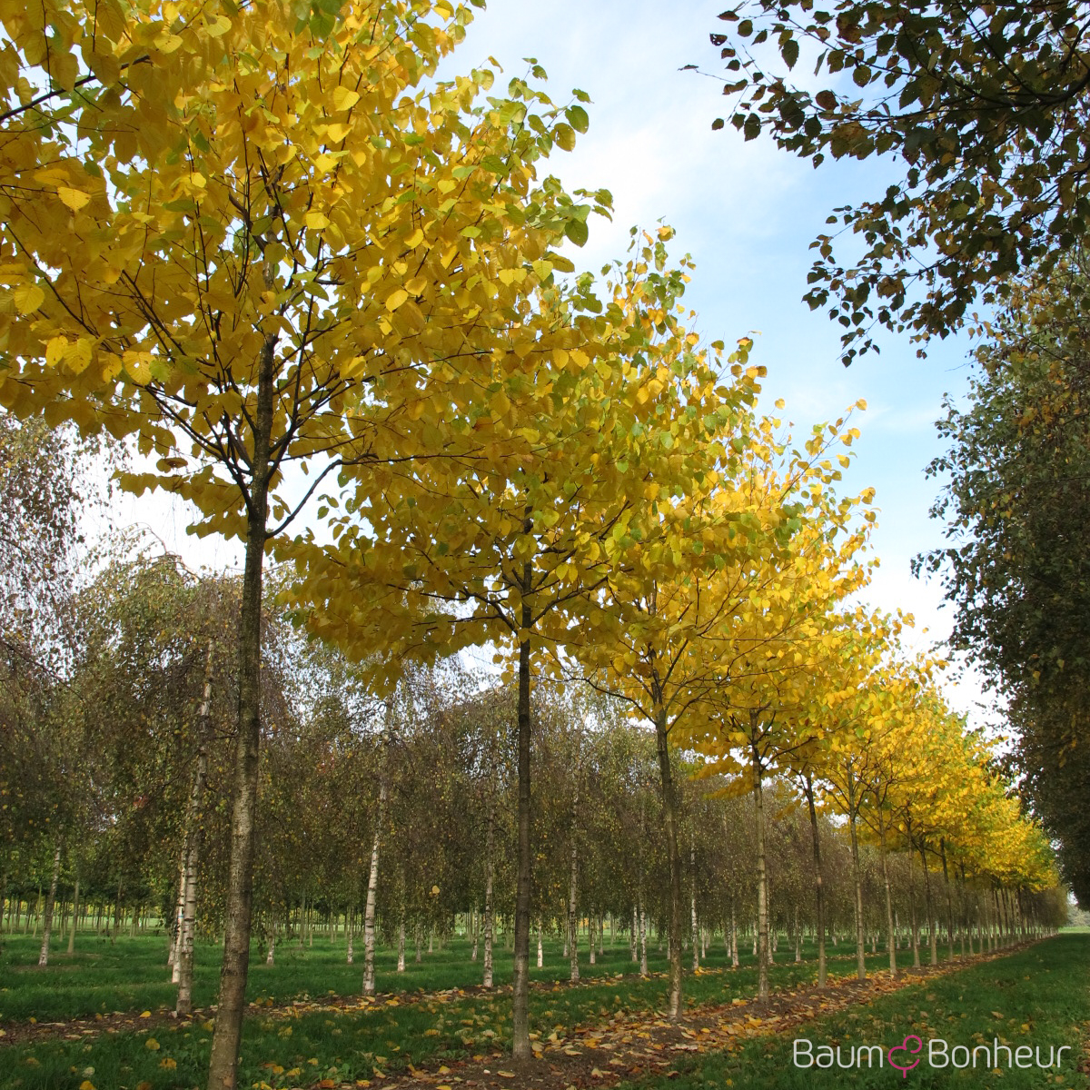 Betula maximowicziana
