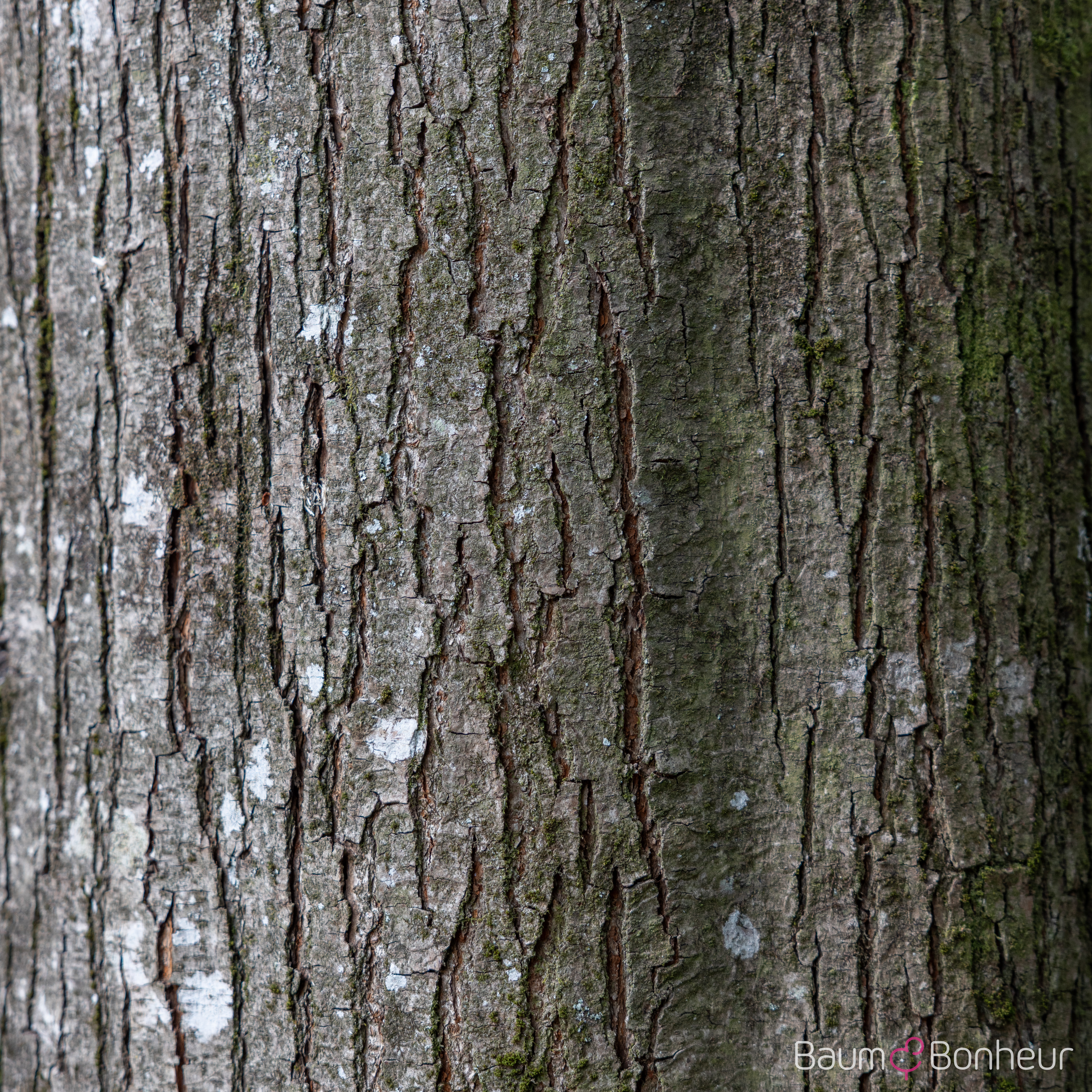 Toona sinensis