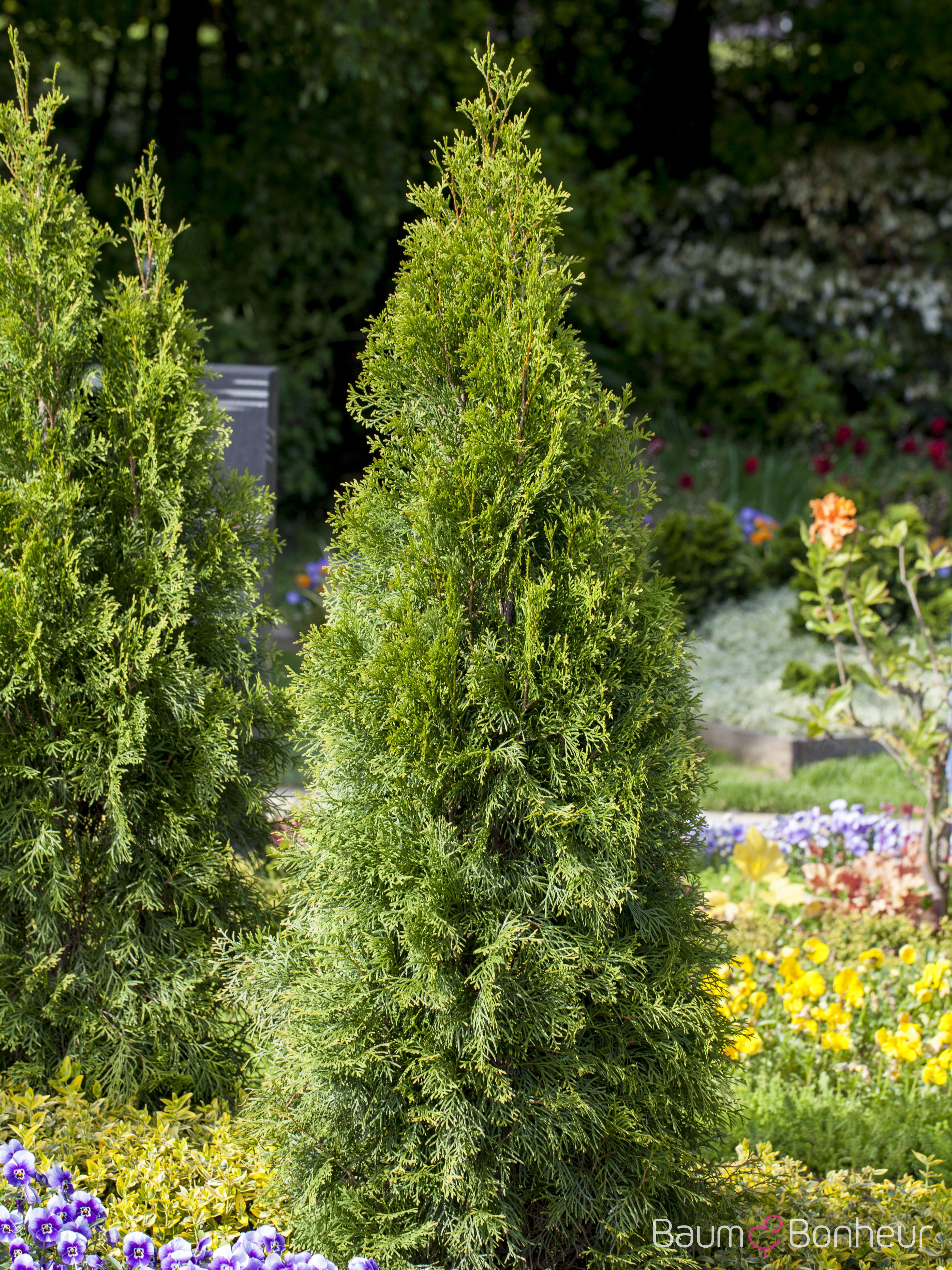 Thuja occidentalis