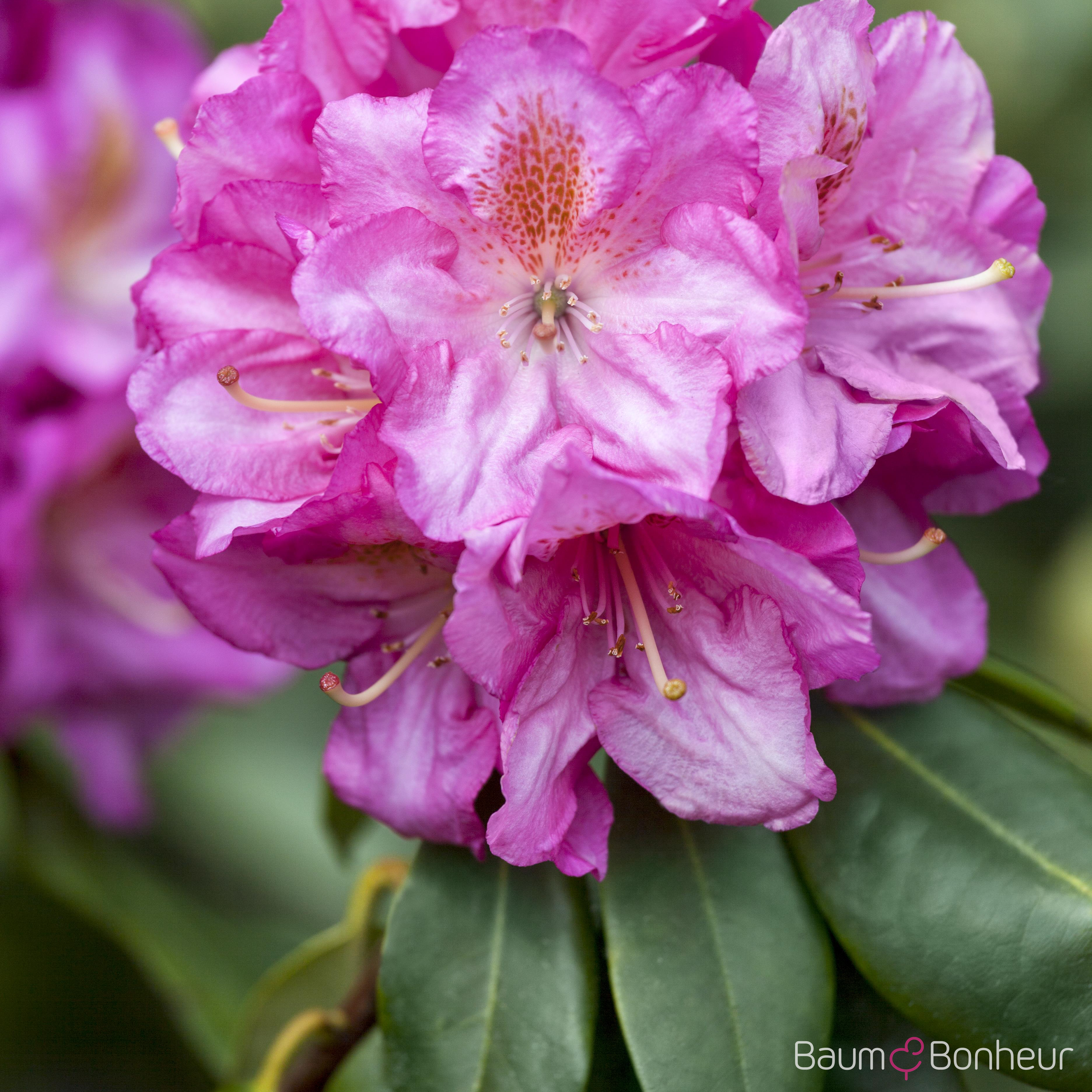 Rhododendron 'Scintillation'