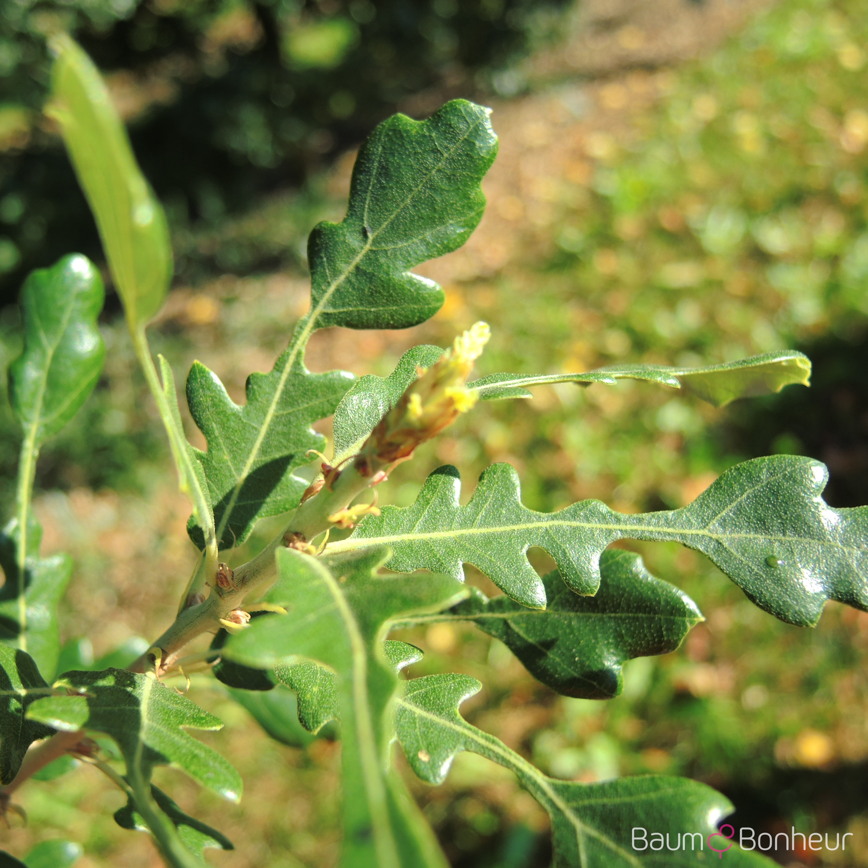 Quercus hispanica 'Diversifolia'