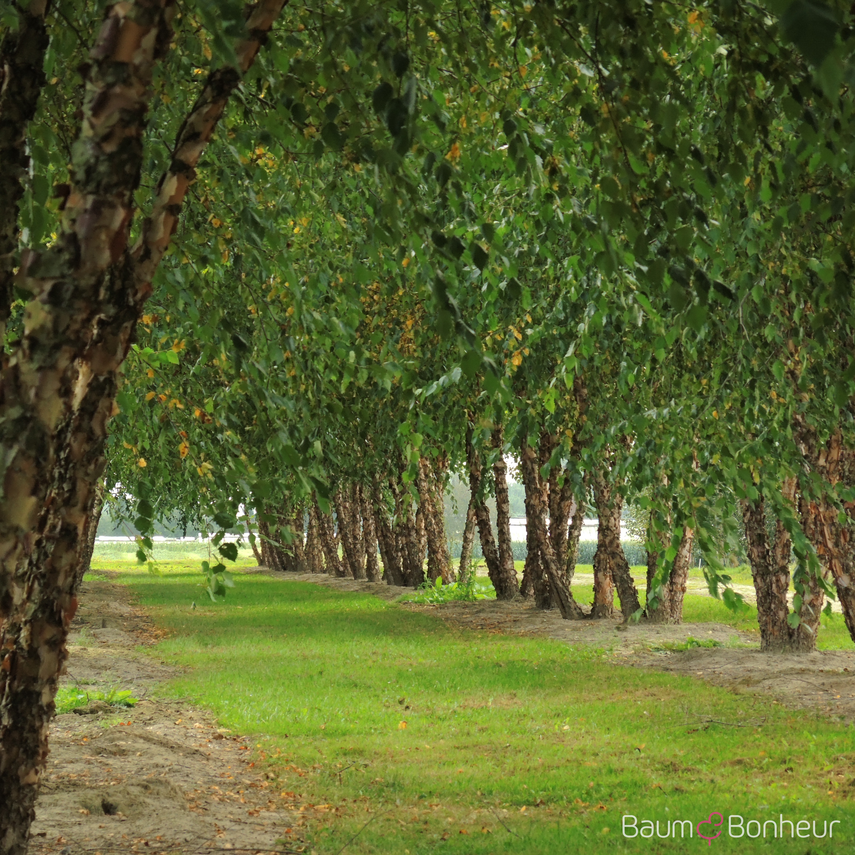 Betula nigra 'Heritage'