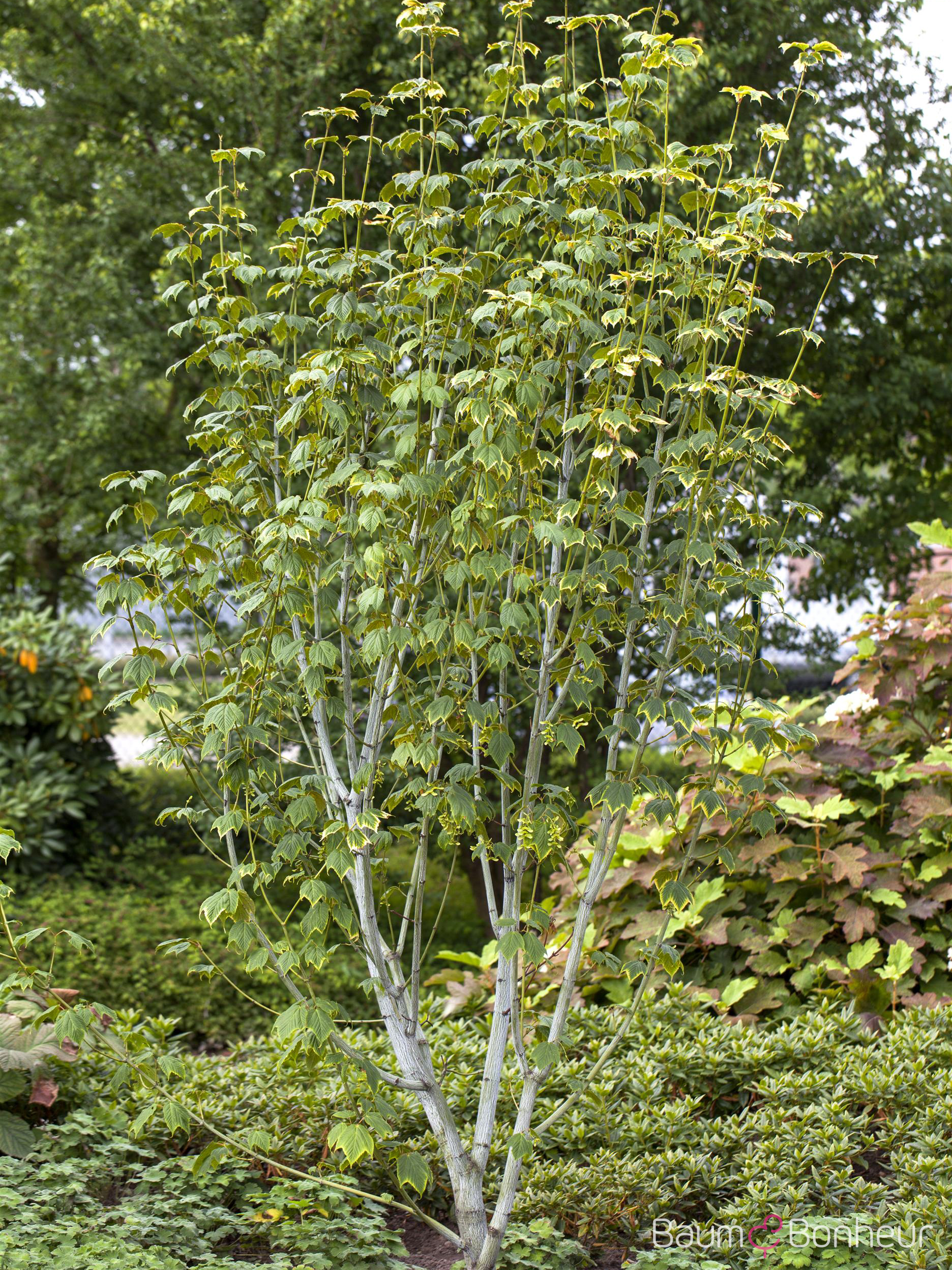 Acer pensylvanicum