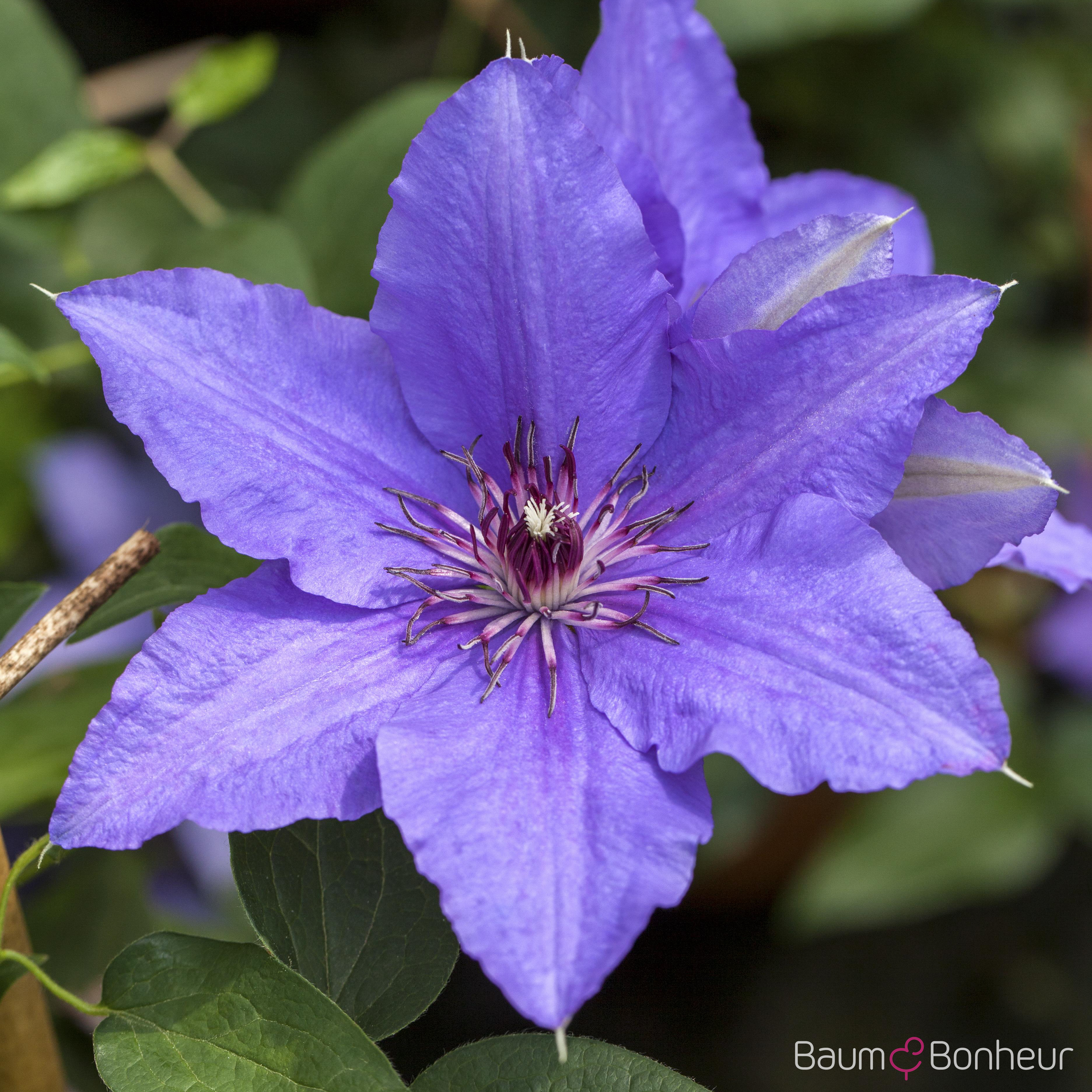 Clematis 'Lasurstern'