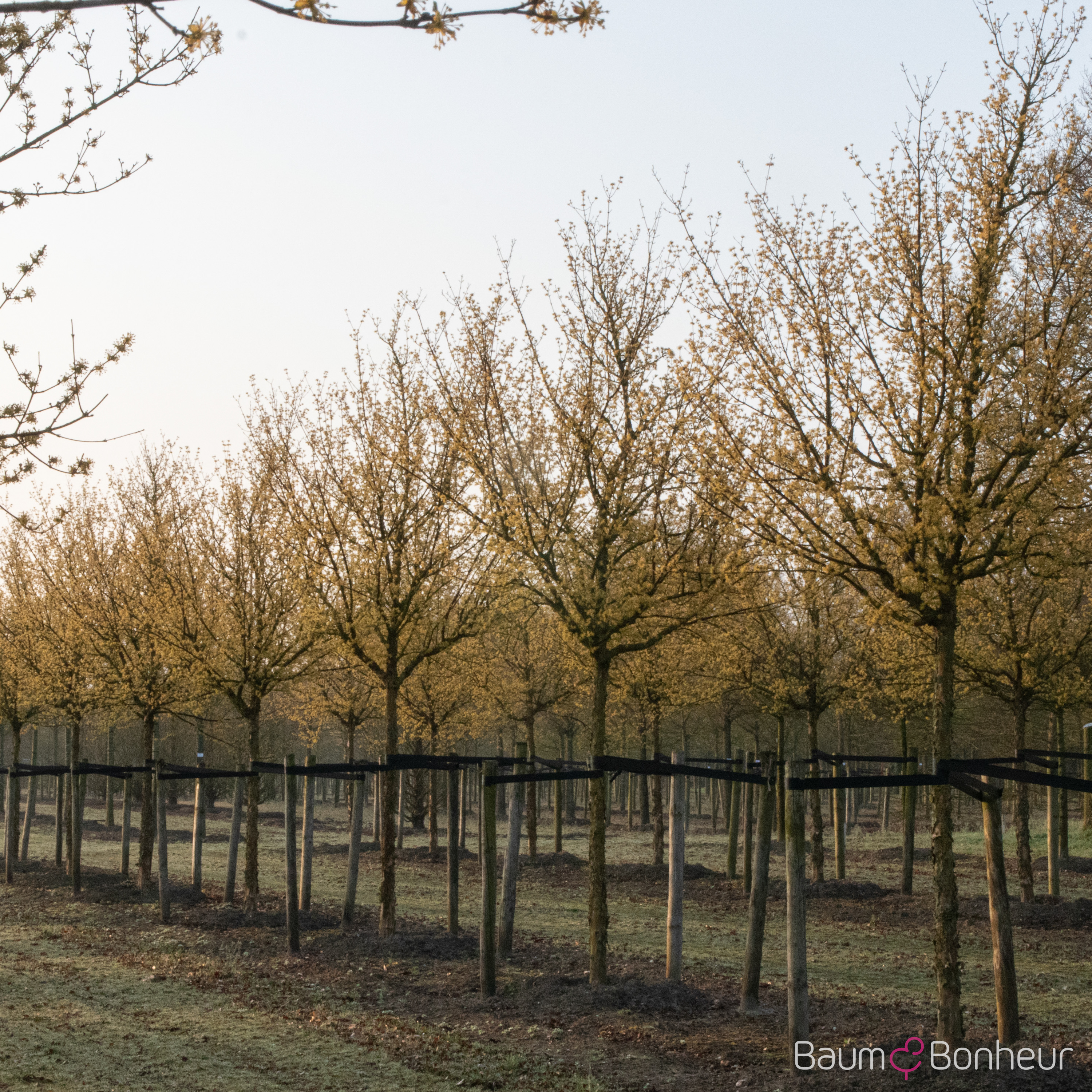 Cornus officinalis 'Robin's Pride'