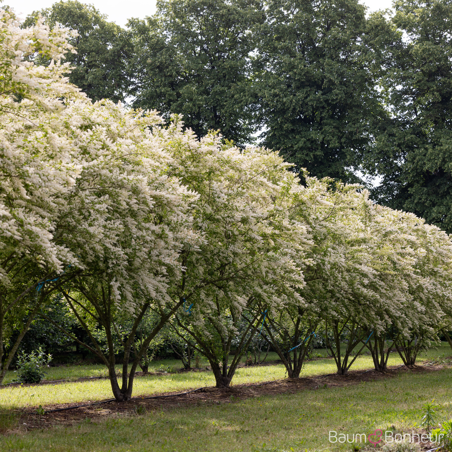 Ligustrum ibota
