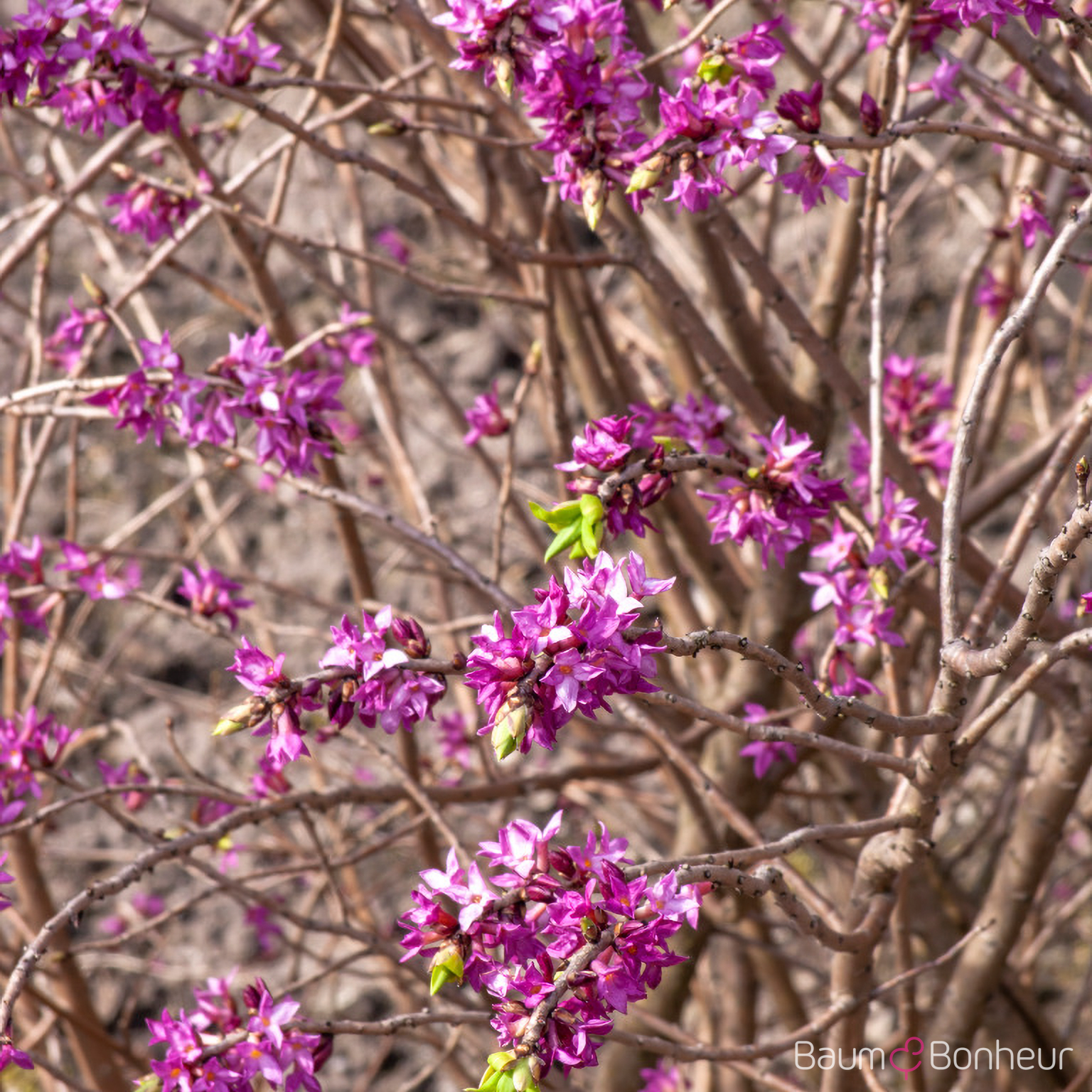 Daphne mezereum