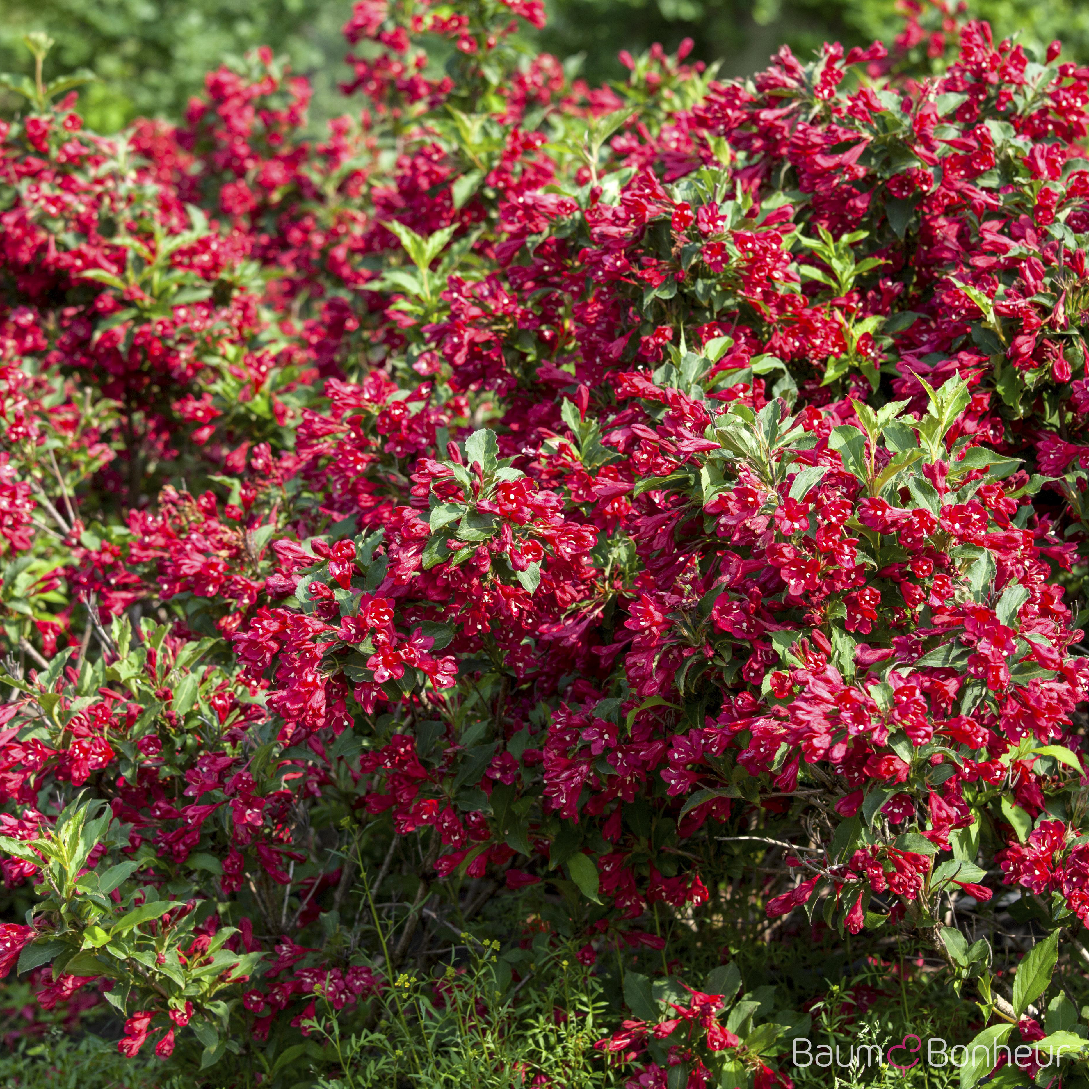Weigela 'Red Prince'