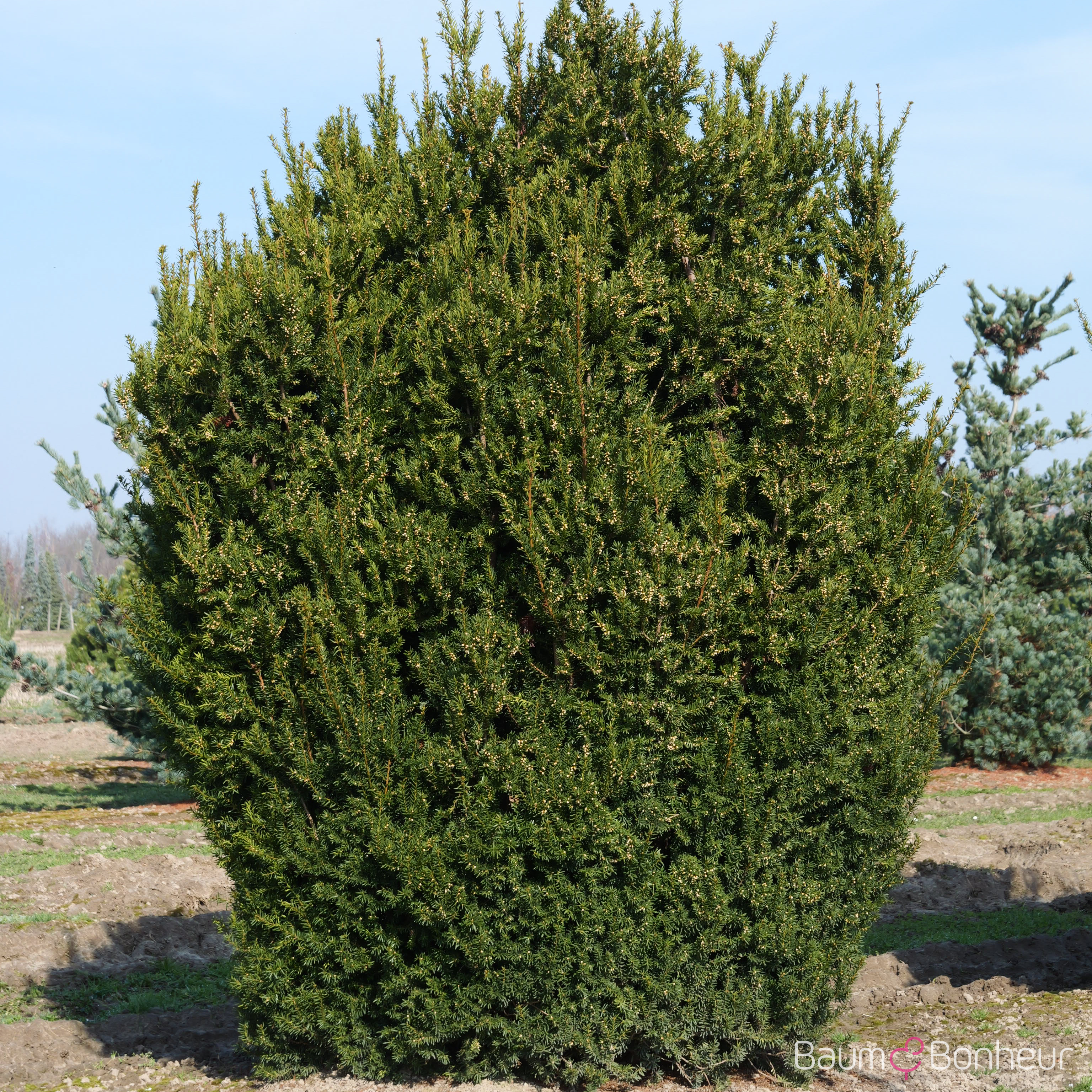 Taxus media 'Hillii'