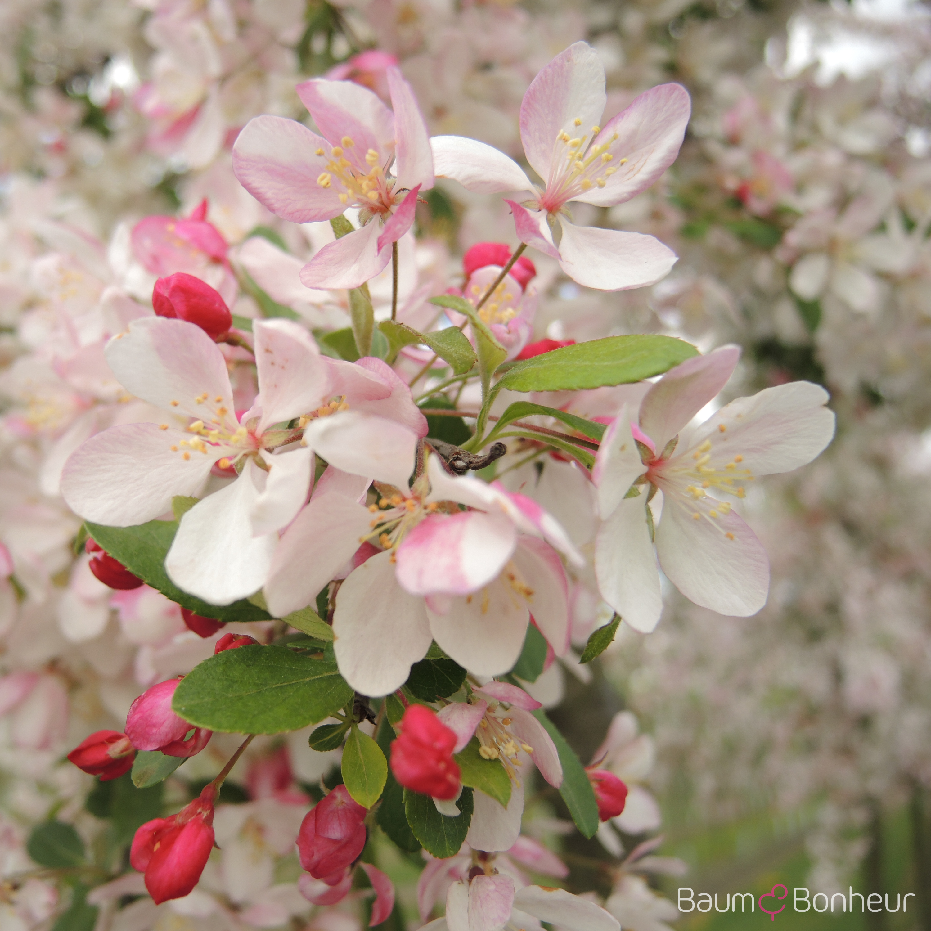 Malus 'Echtermeyer'
