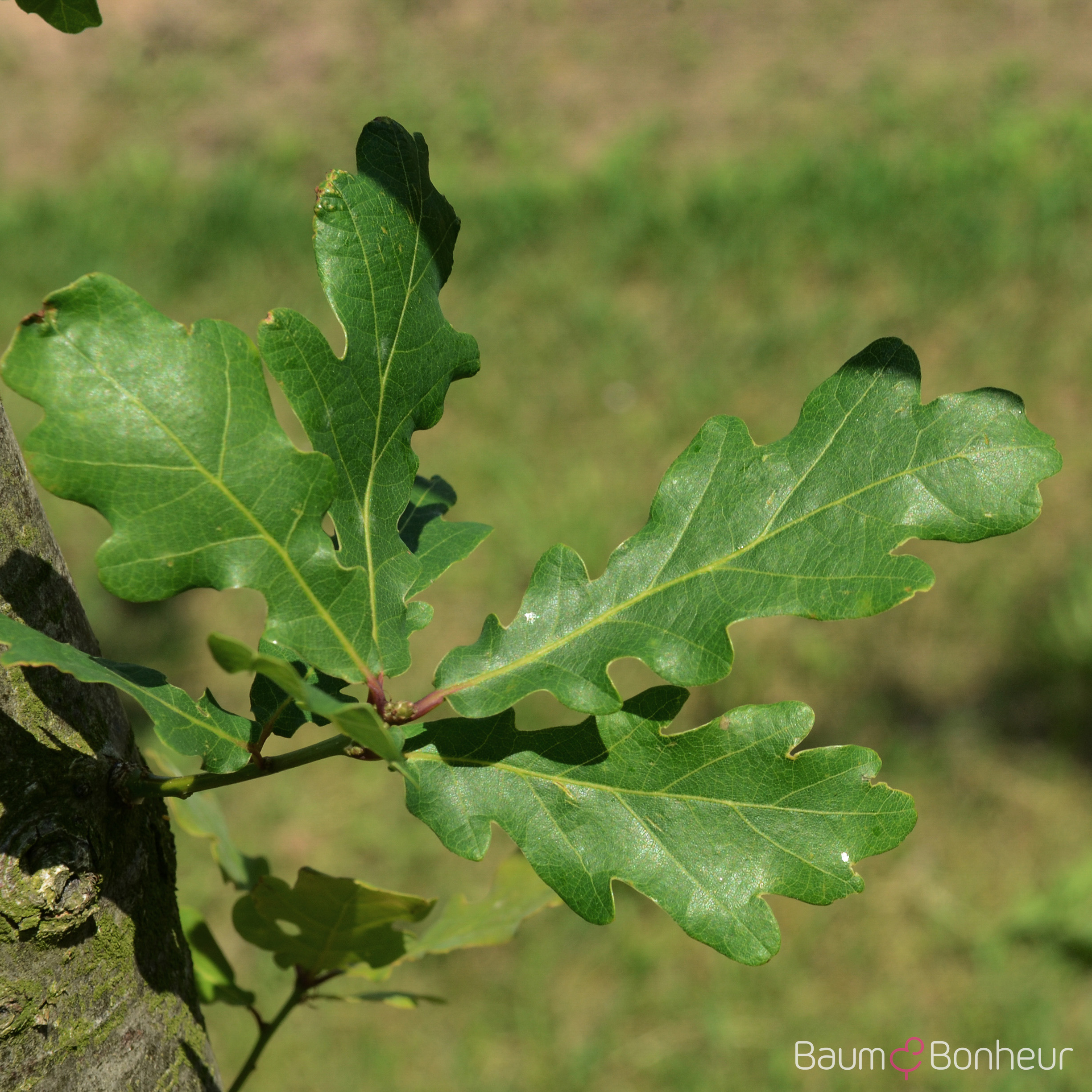 Quercus robur