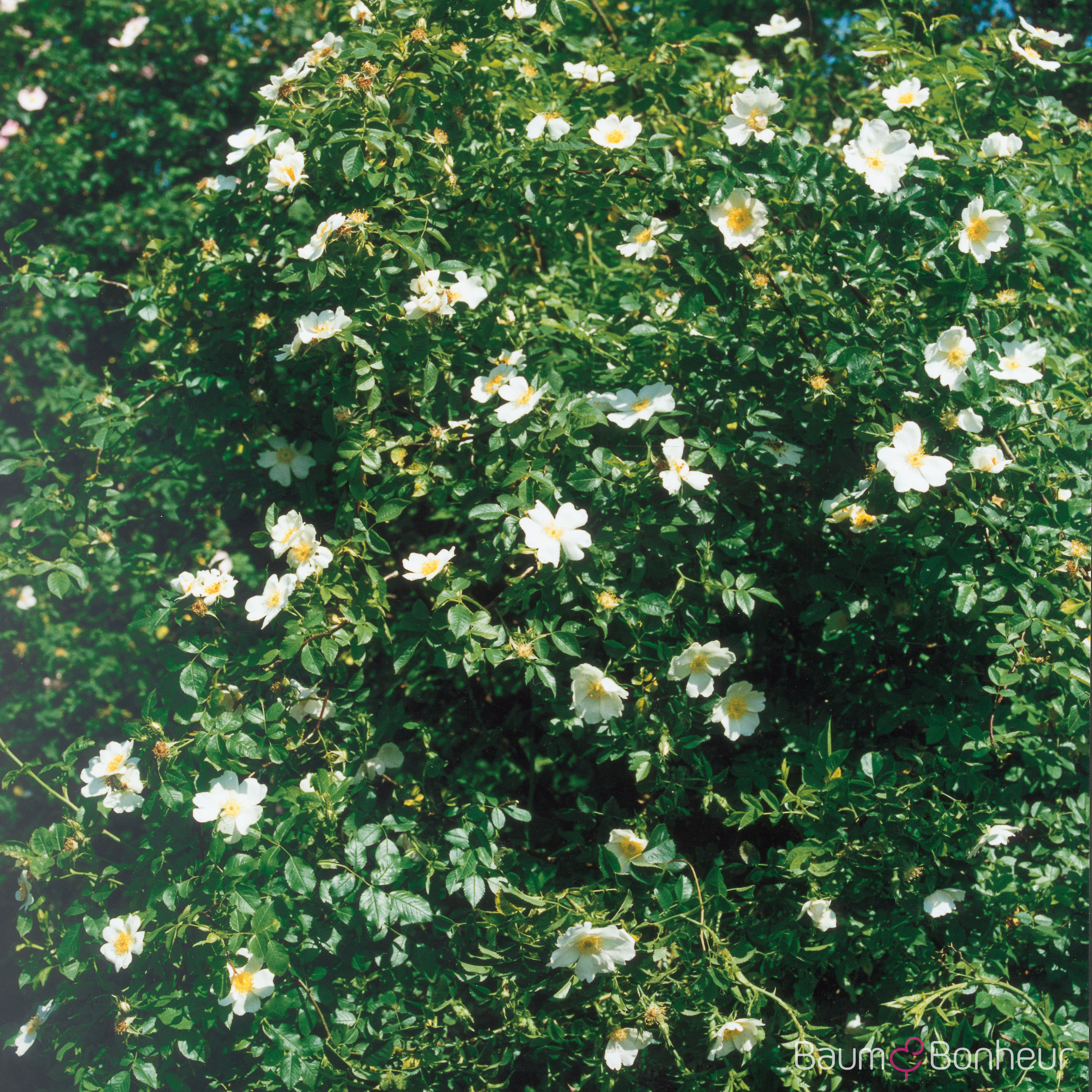 Rosa multiflora