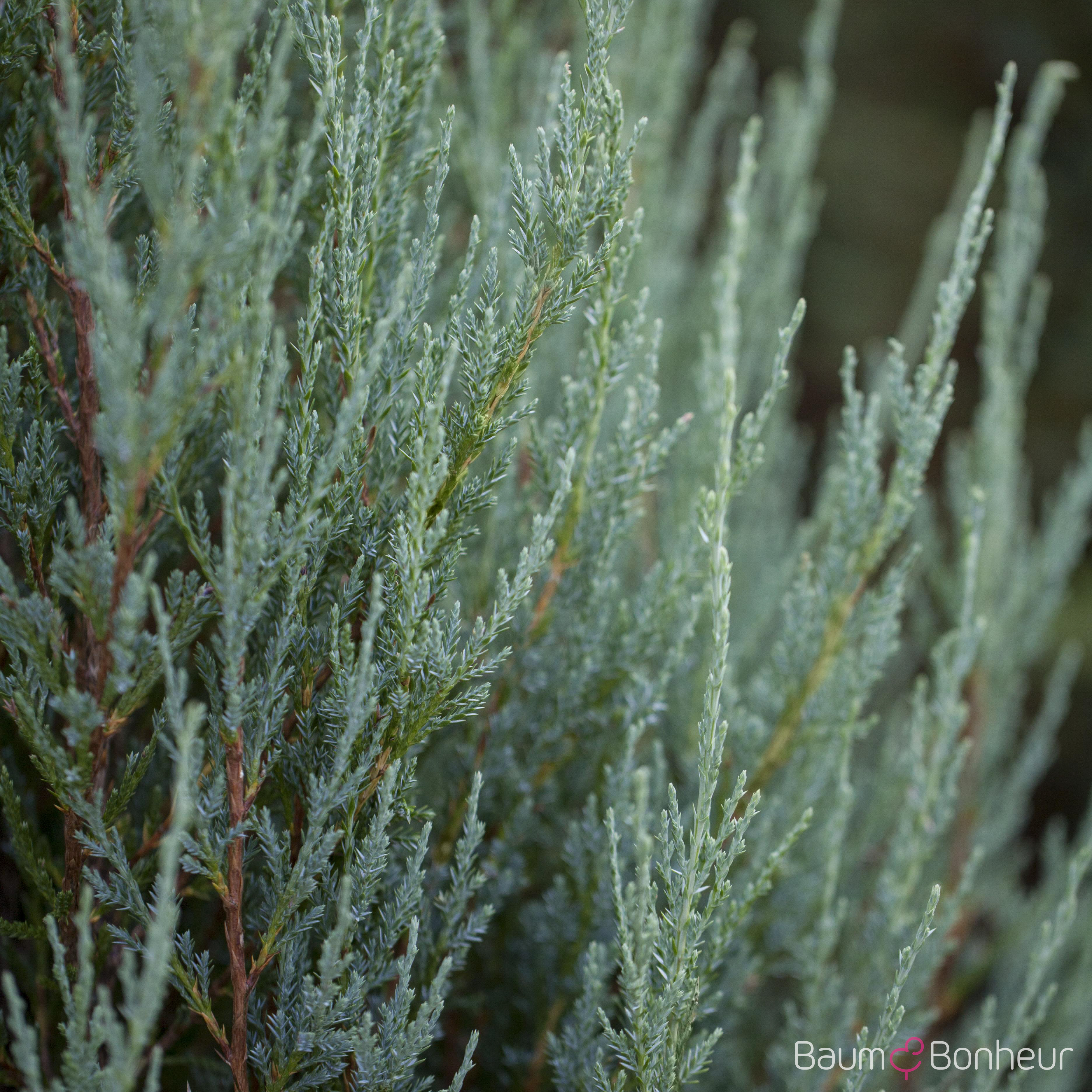 Juniperus scopulorum 'Blue Arrow'