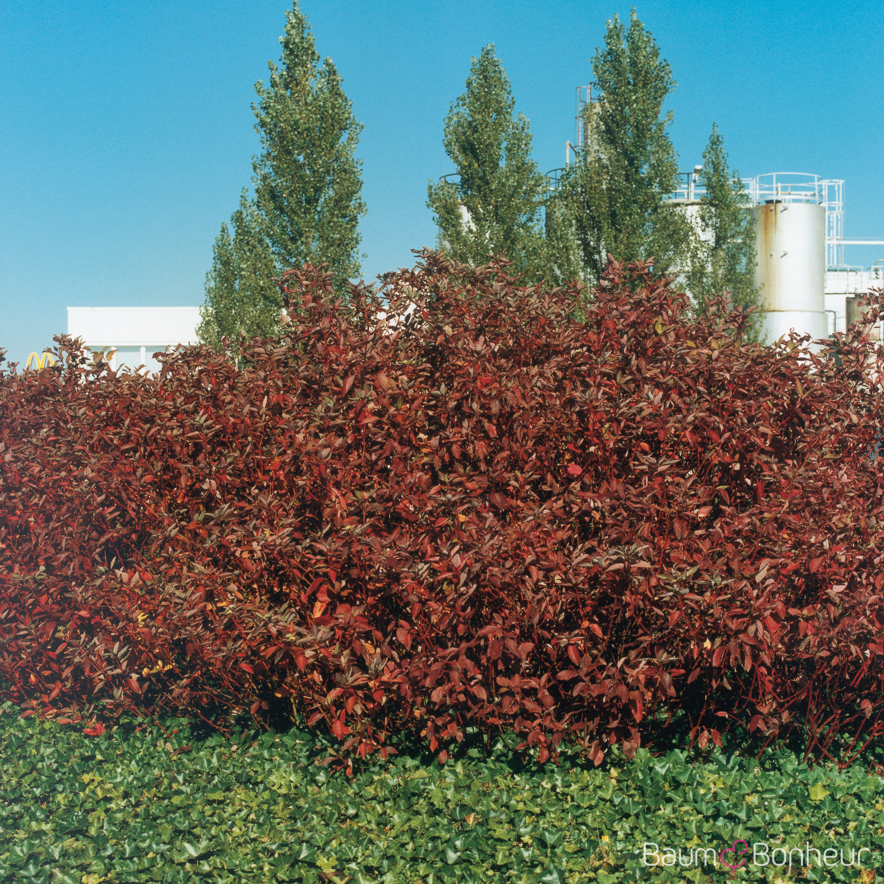 Cornus alba 'Sibirica'