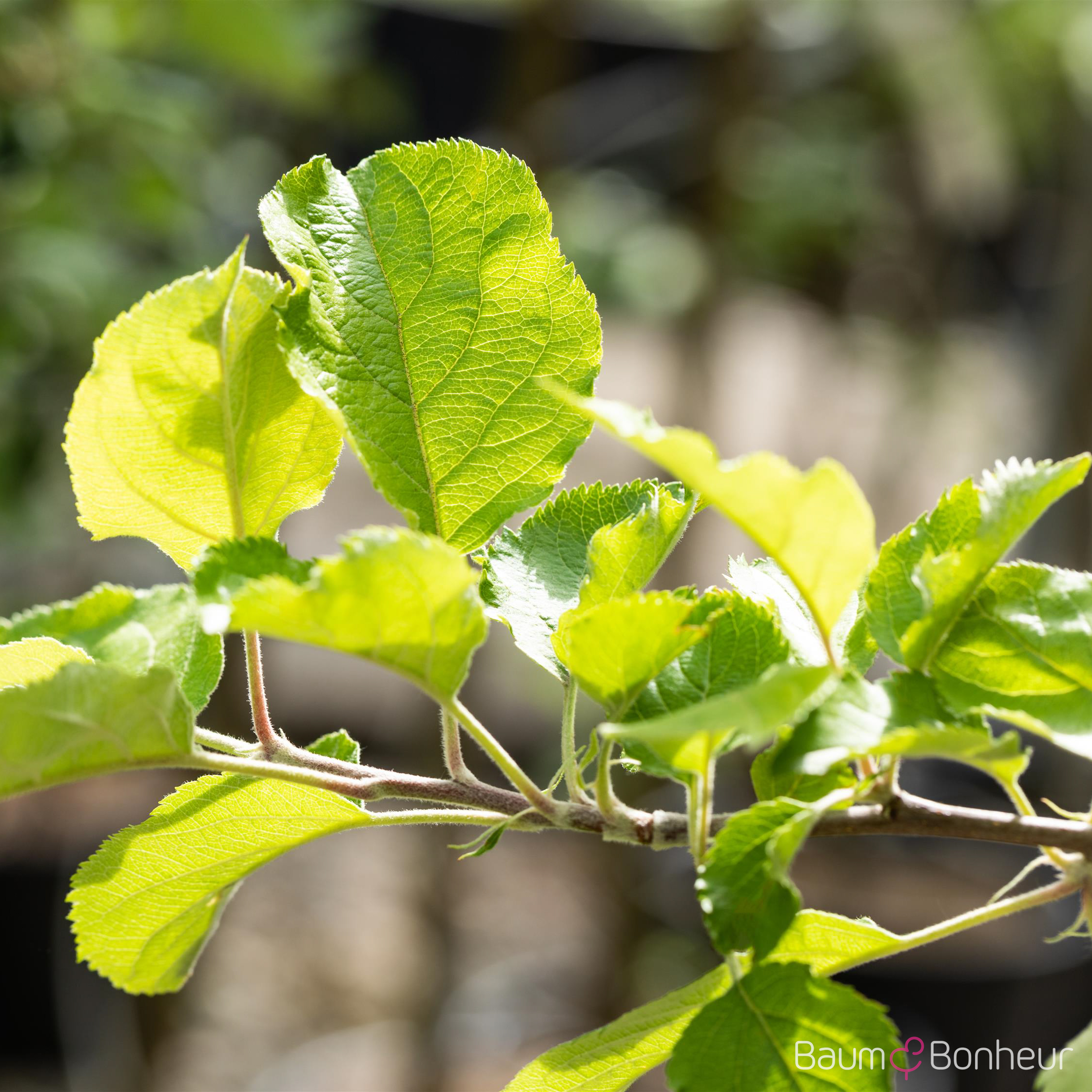 Malus 'Roter Berlepsch'