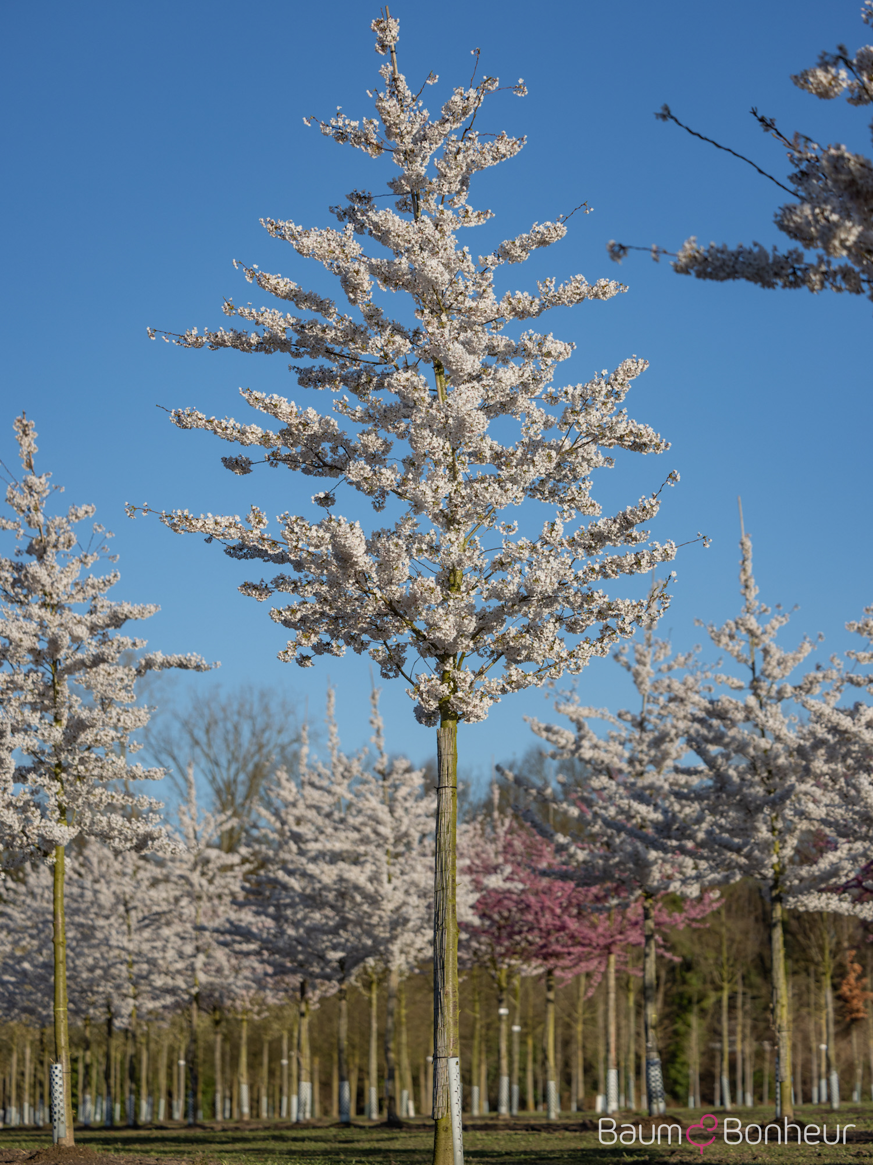 Prunus yedoensis