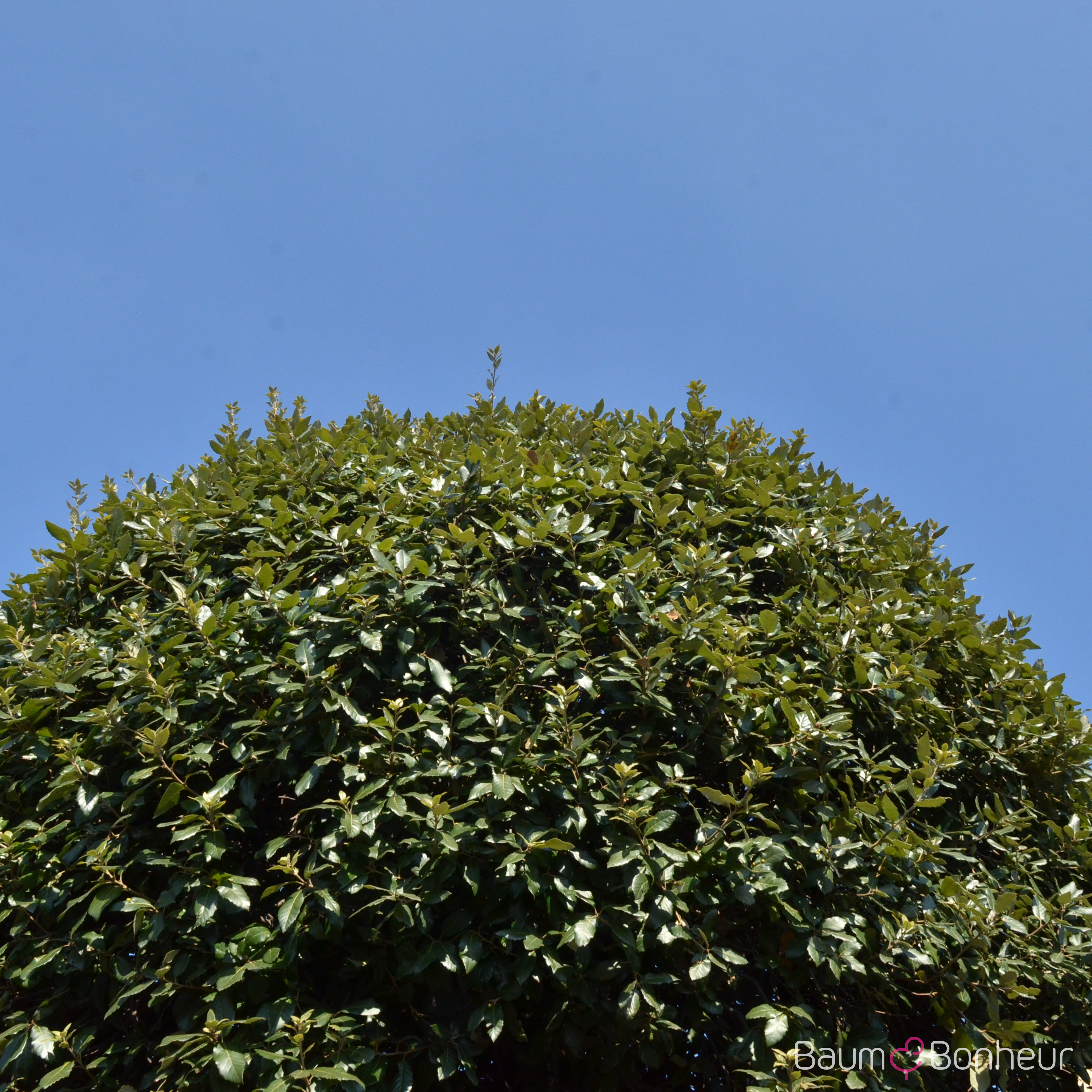 Quercus ilex