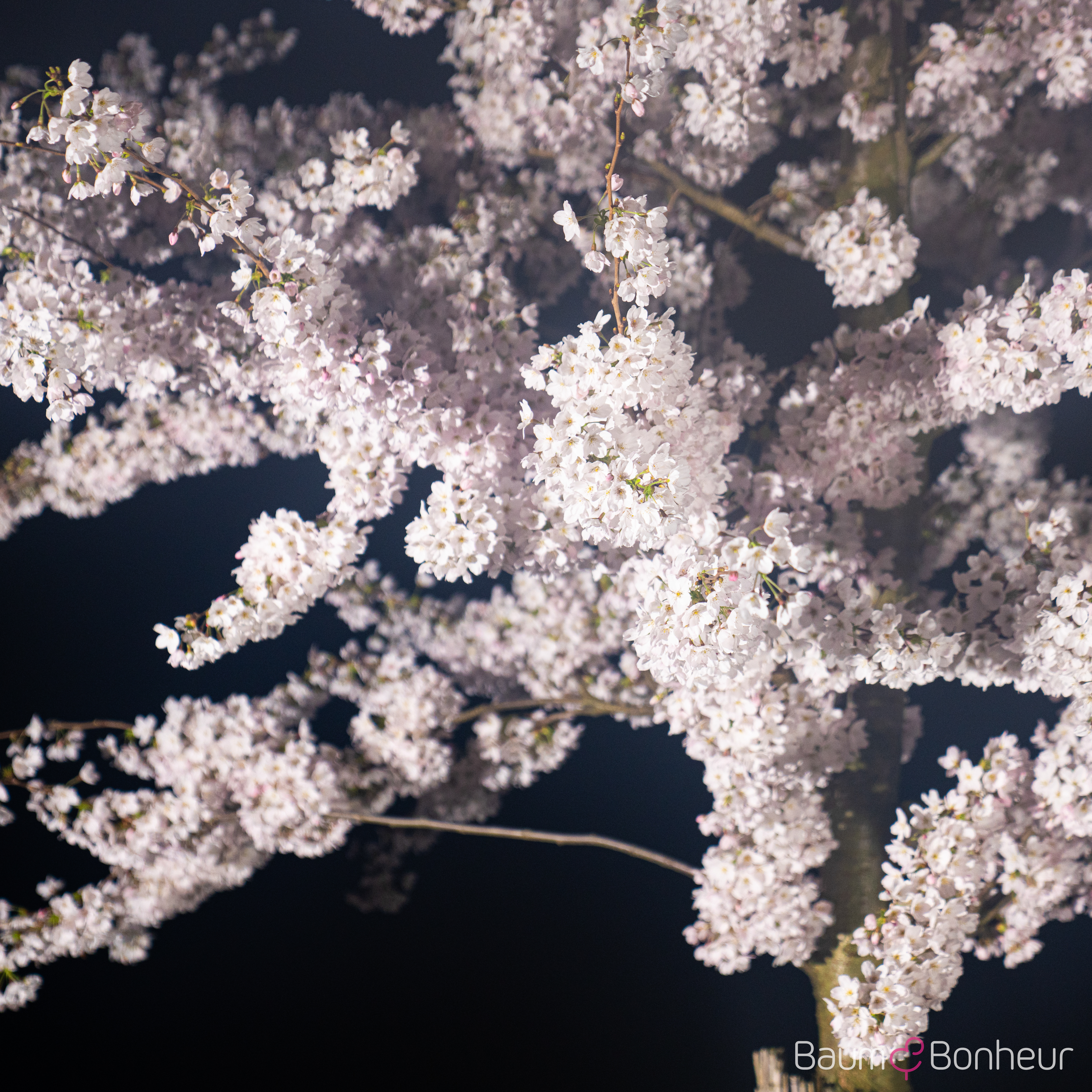 Prunus yedoensis