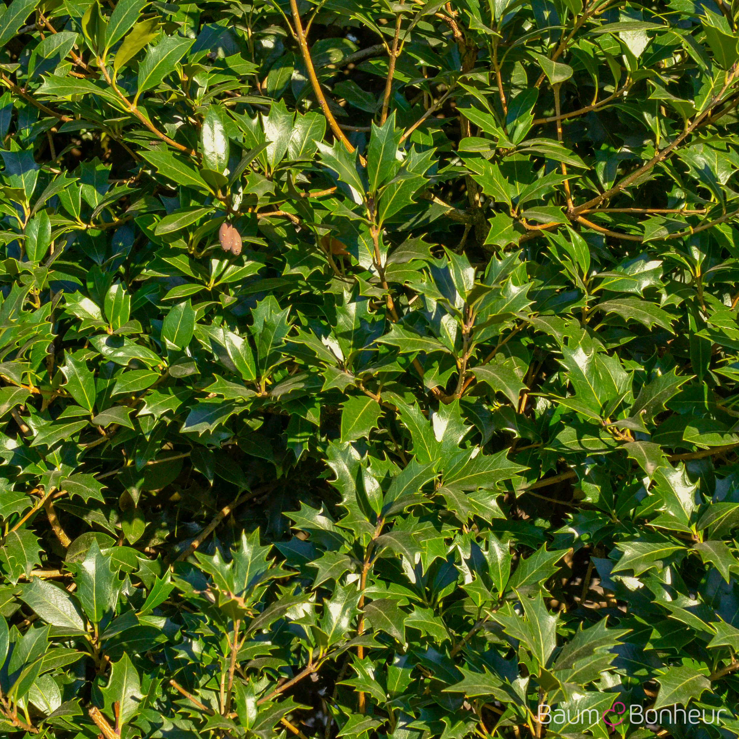 Osmanthus heterophyllus