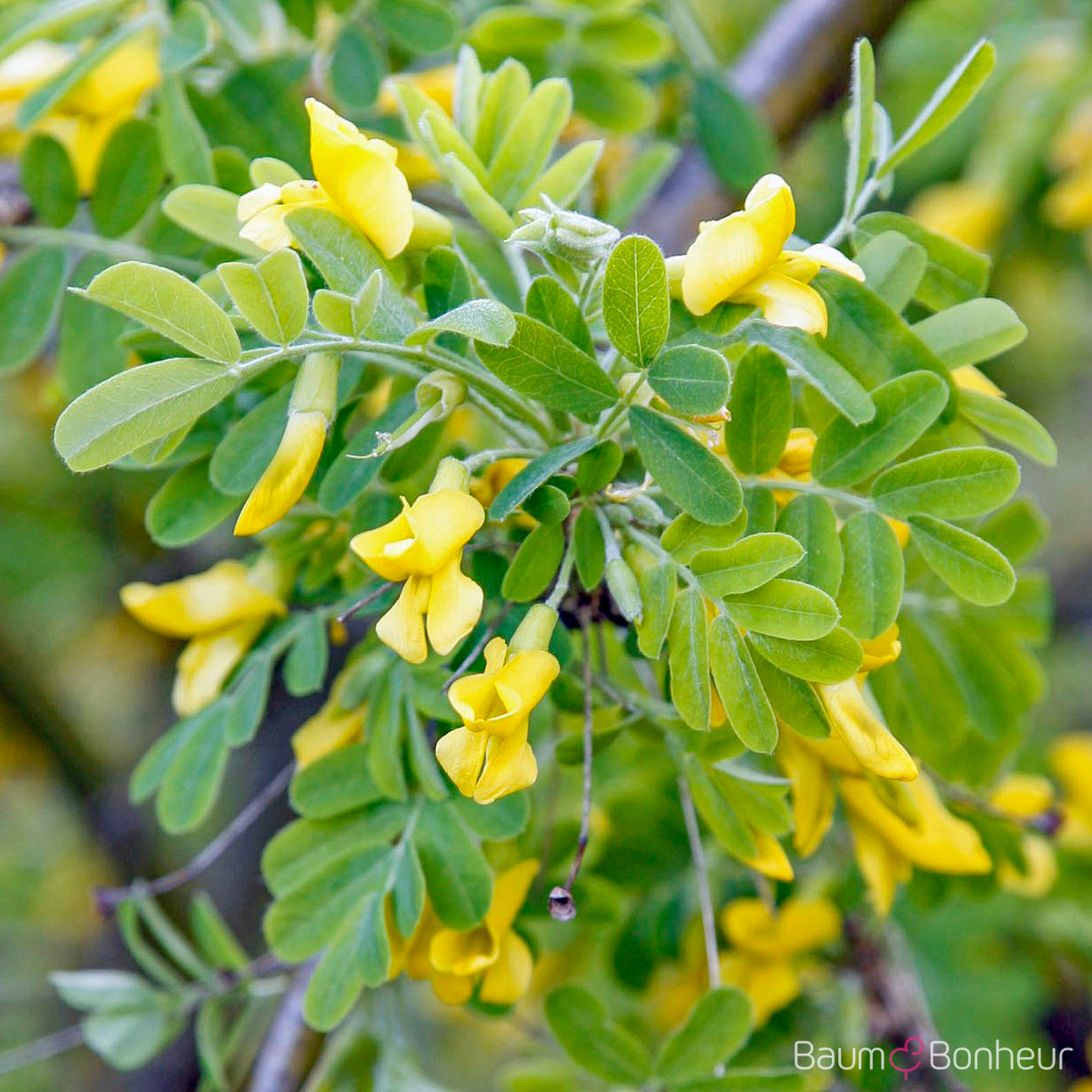 Caragana arborescens