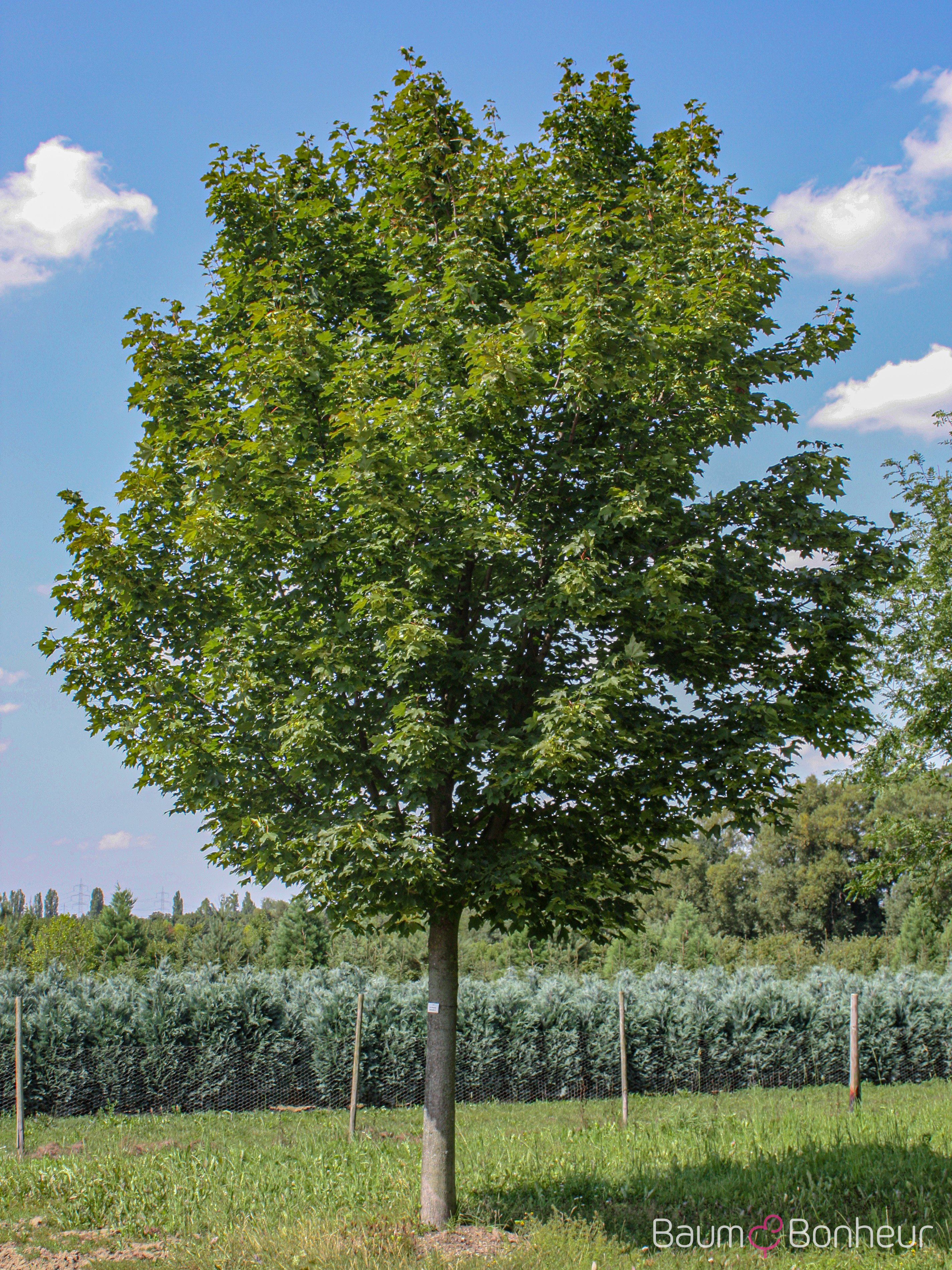 Acer pseudoplatanus 'Wilhelm' (s)