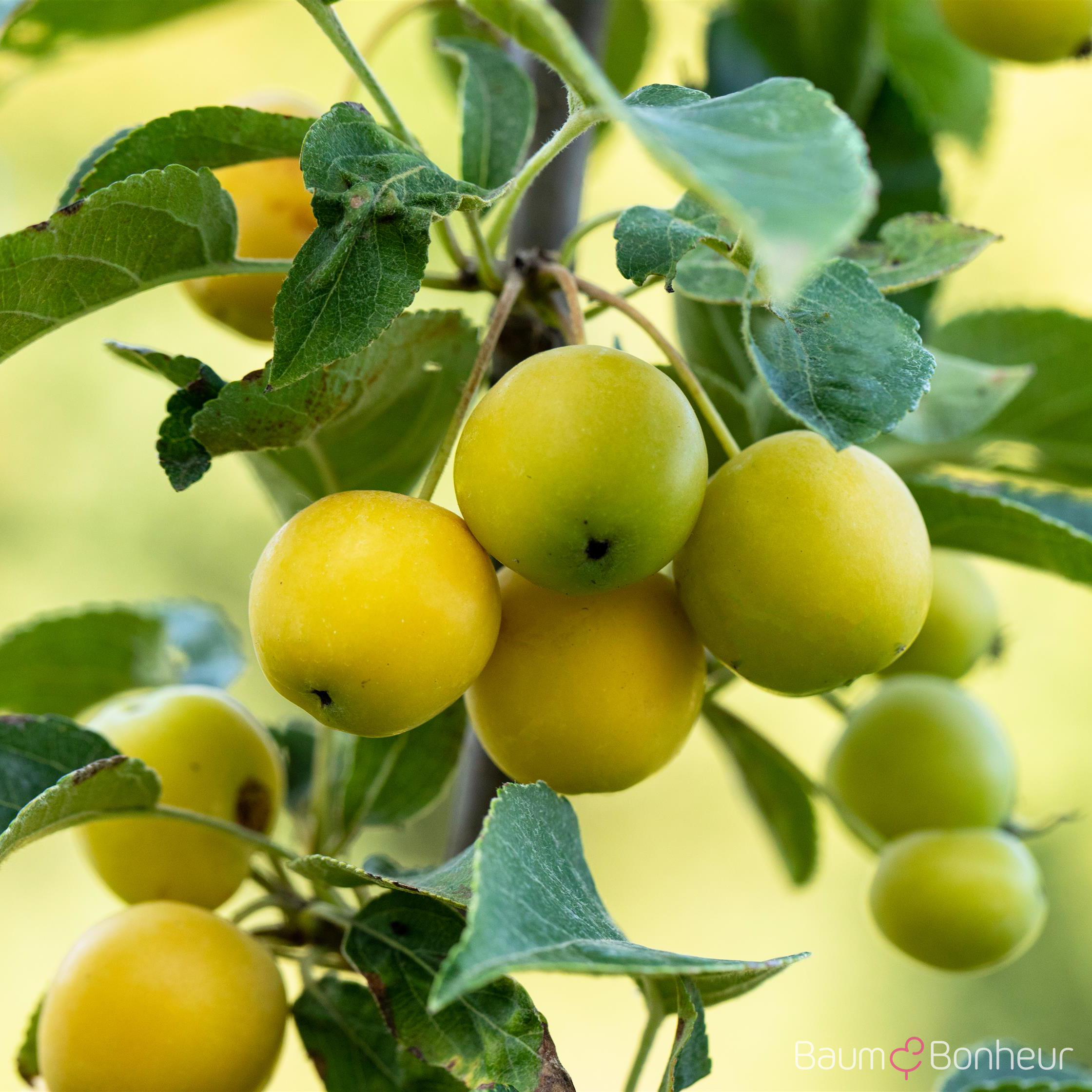 Malus 'Golden Hornet'