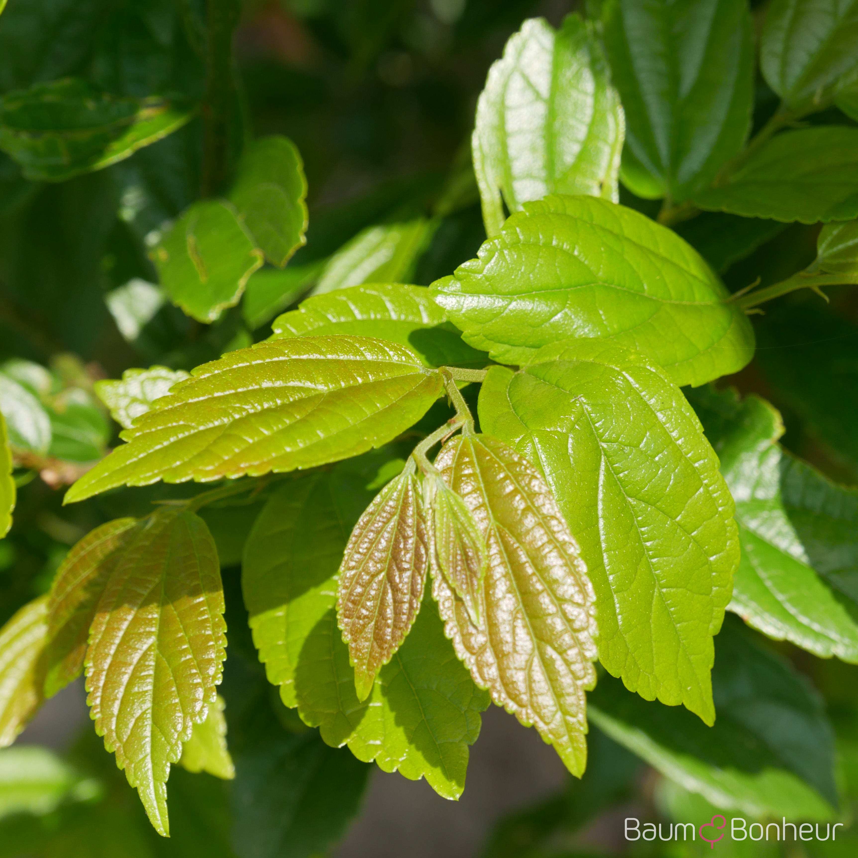 Celtis sinensis