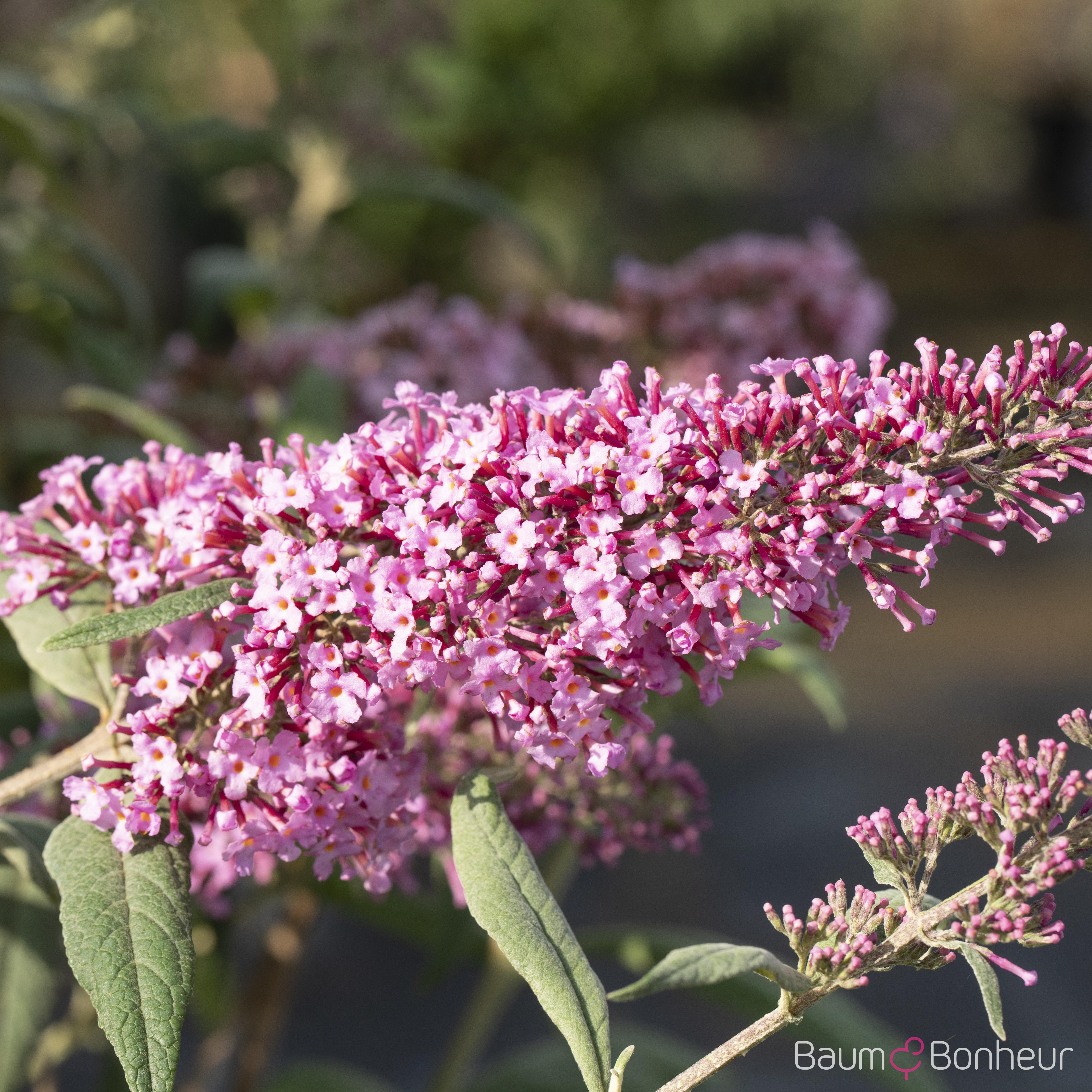 Buddleja davidii 'Fascination'