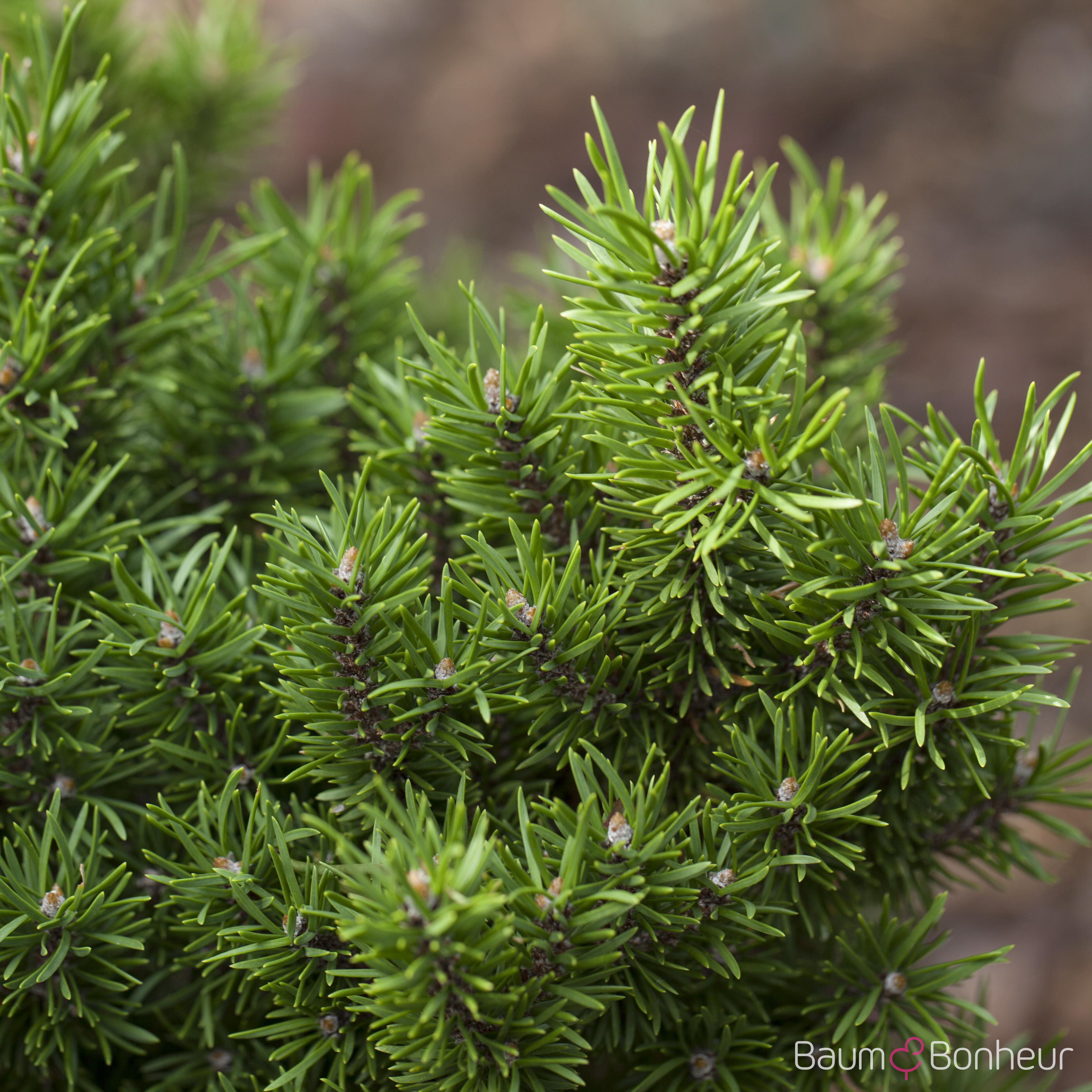 Pinus banksiana