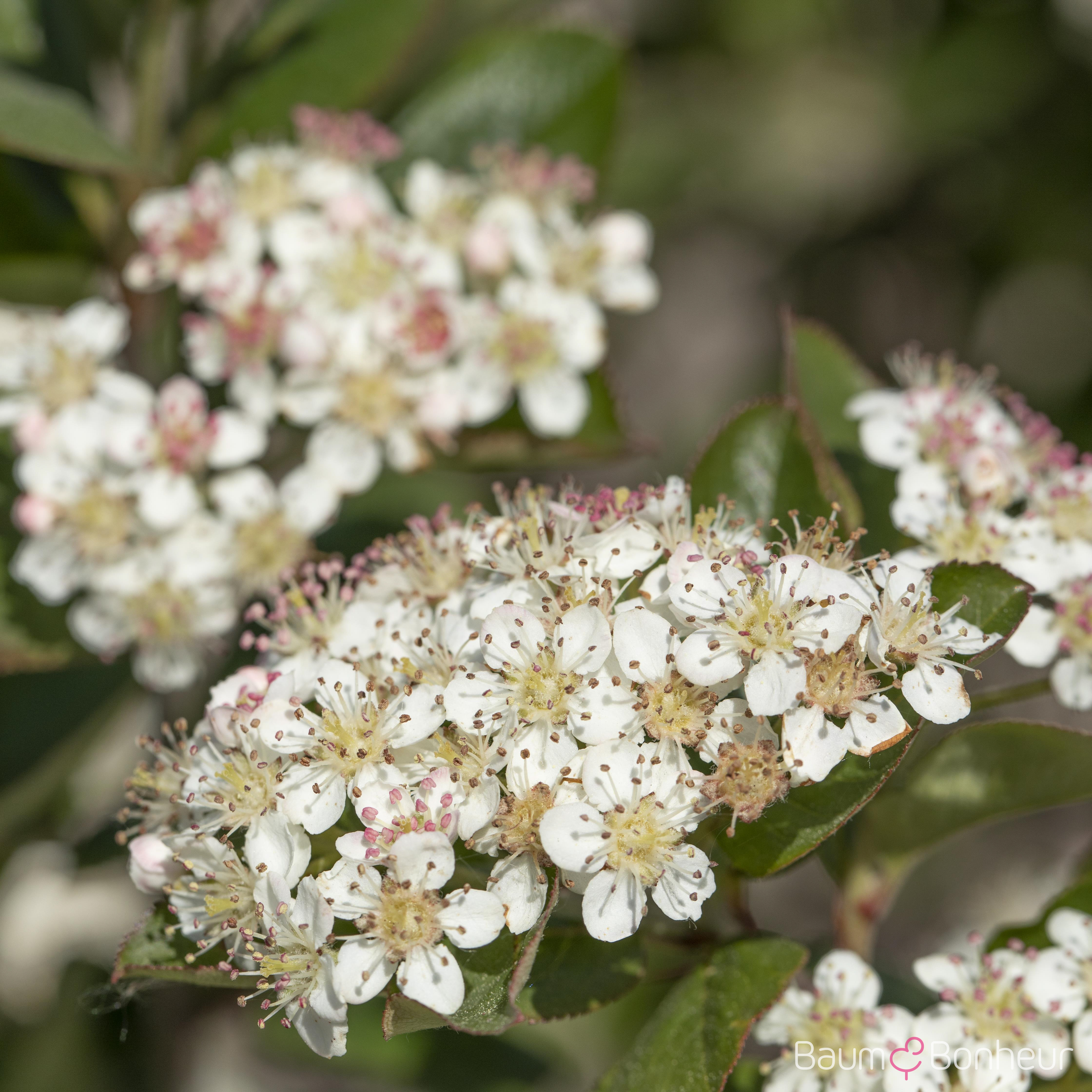 Aronia melanocarpa