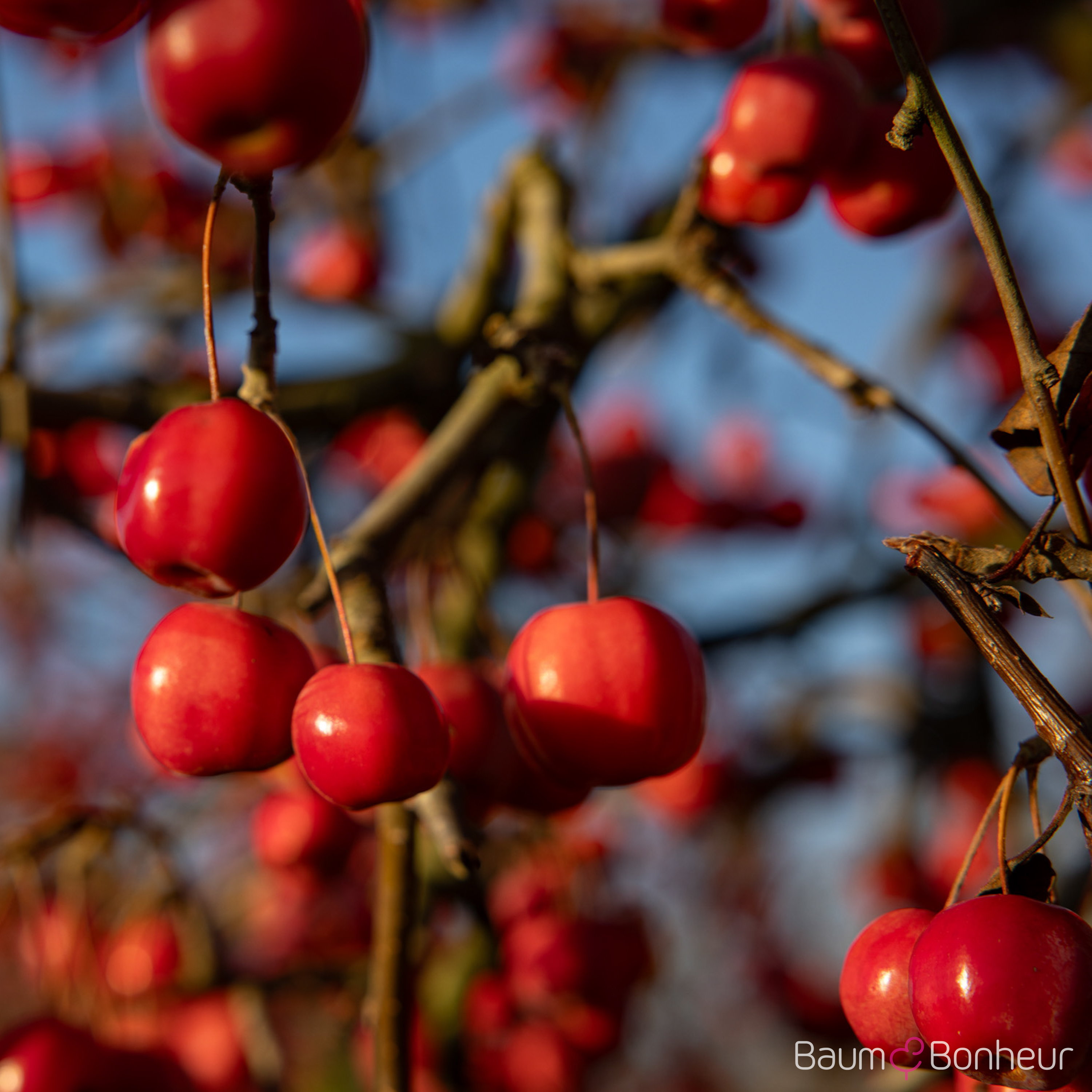 Malus 'Red Sentinel'