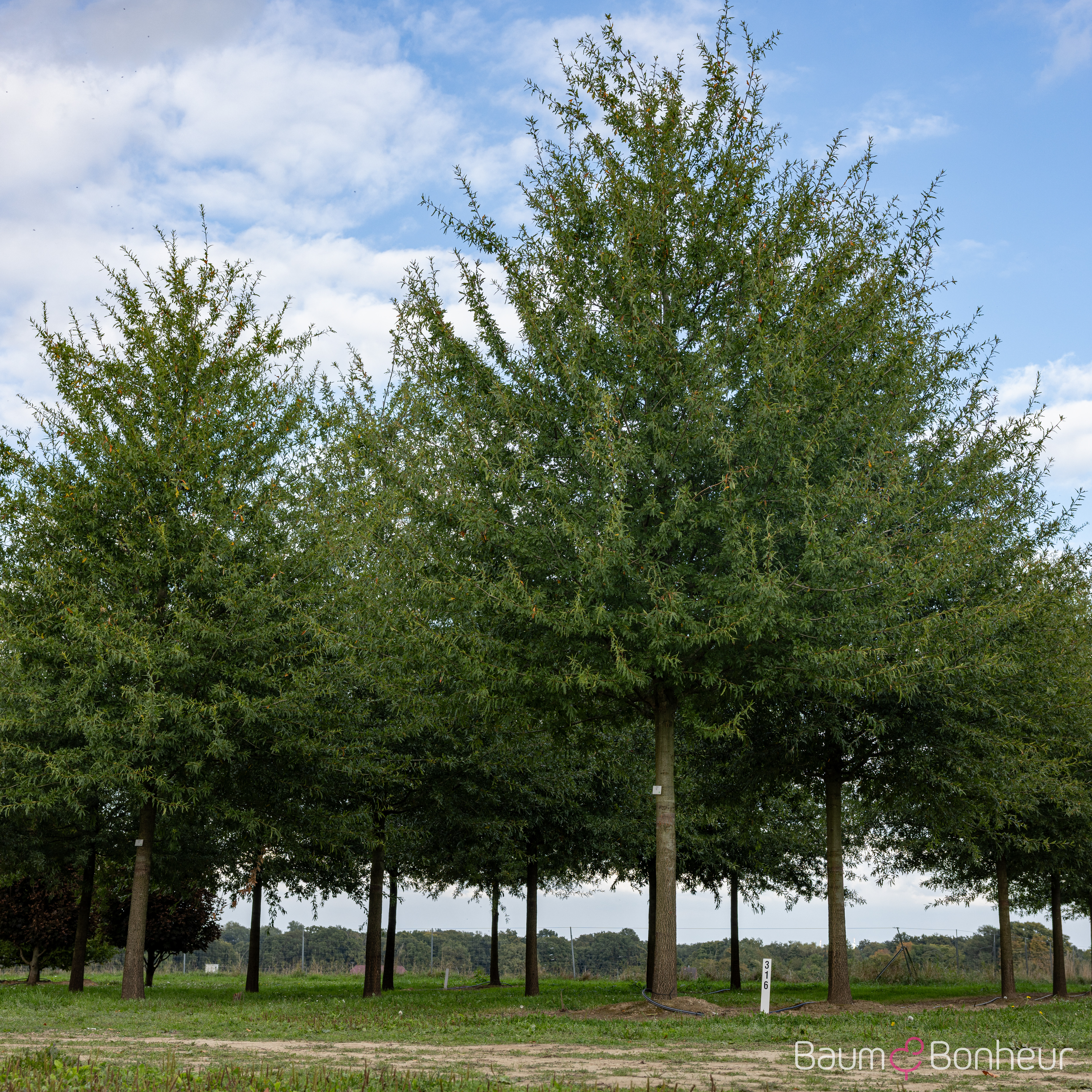 Quercus nigra
