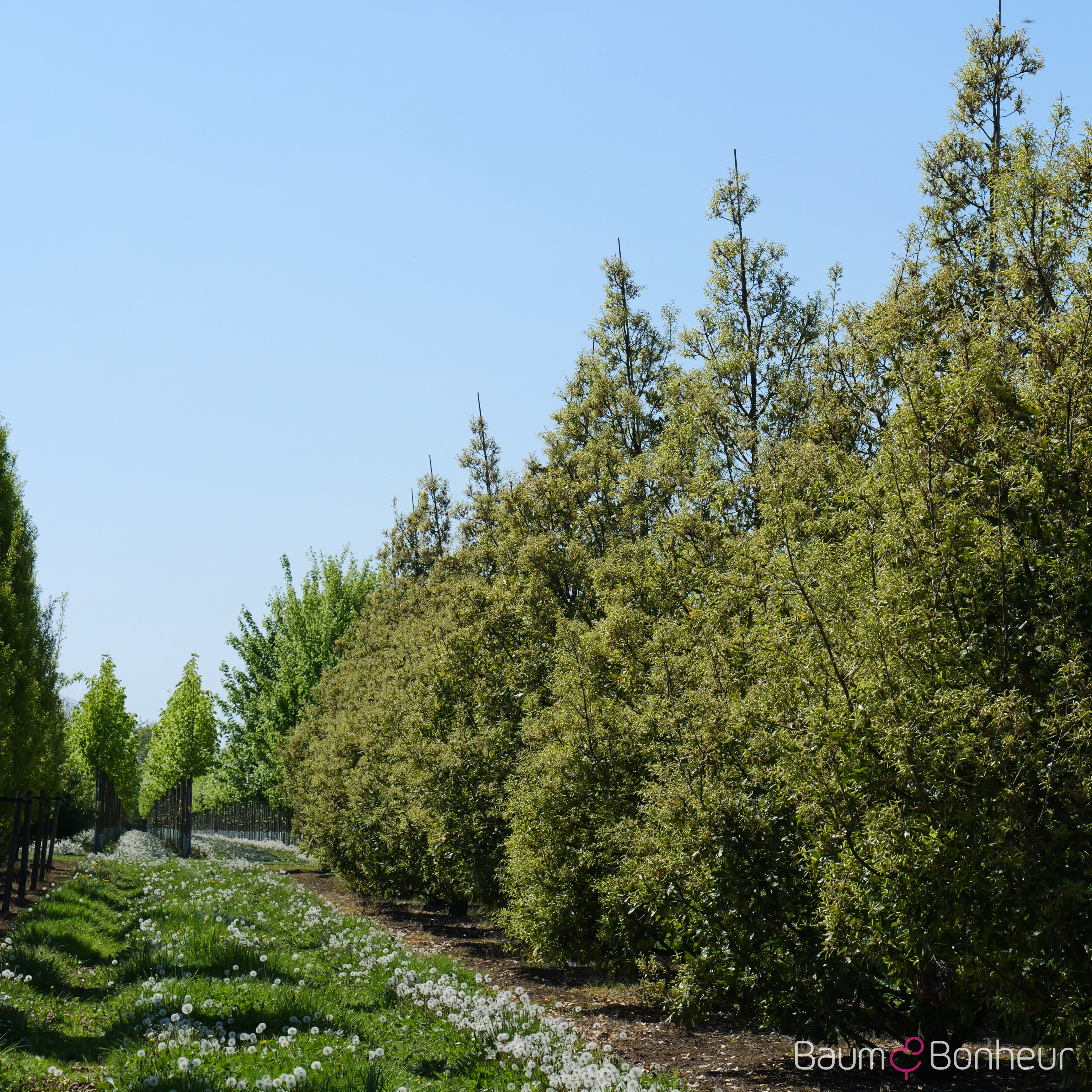 Quercus turneri 'Pseudoturneri'
