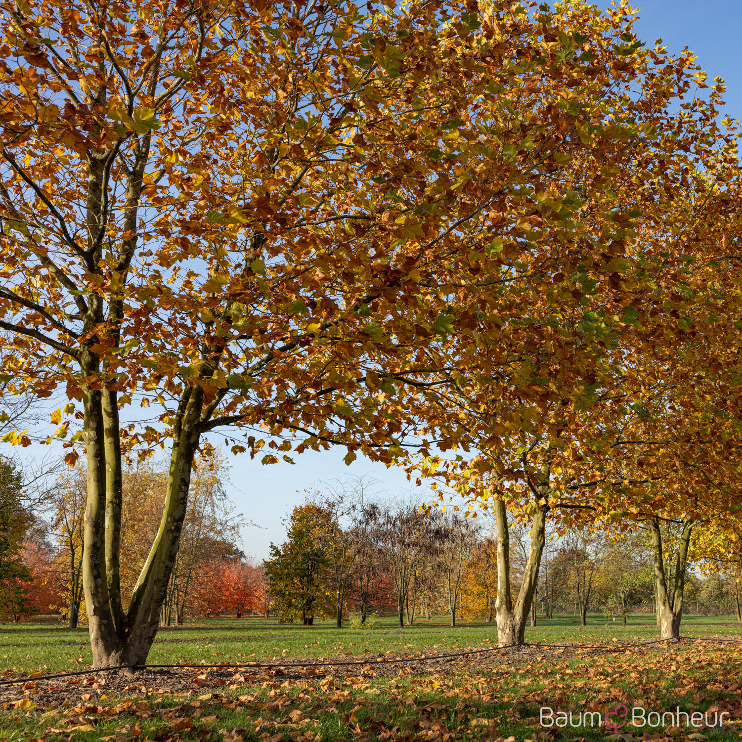 Platanus hispanica