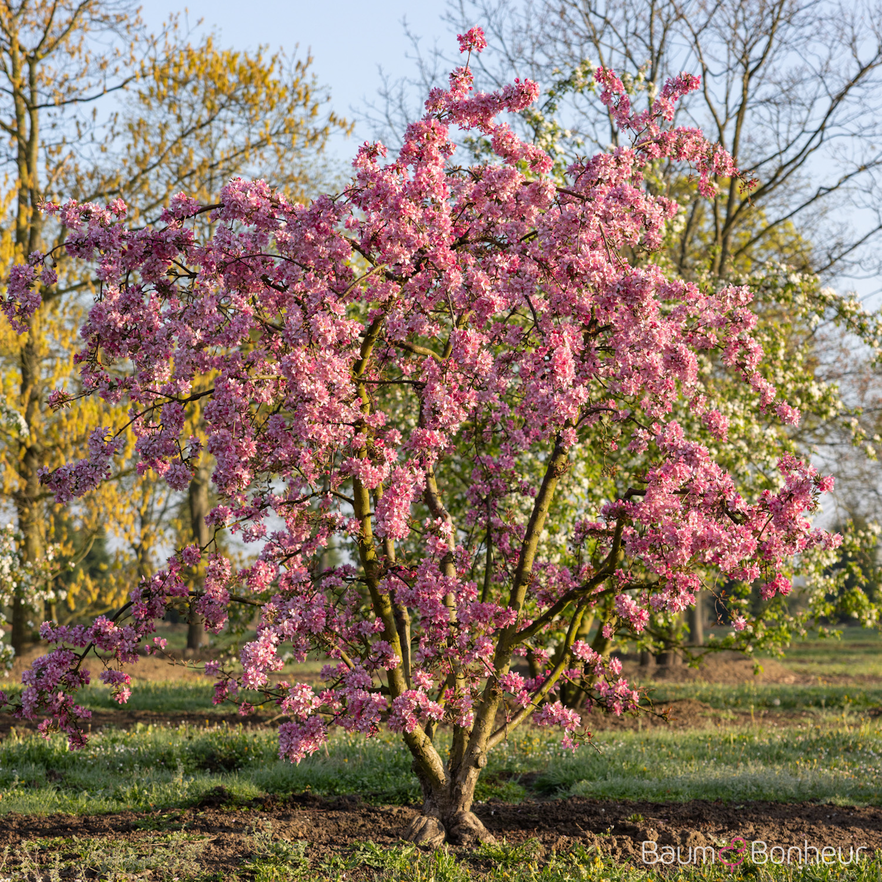 Malus 'Hopa'