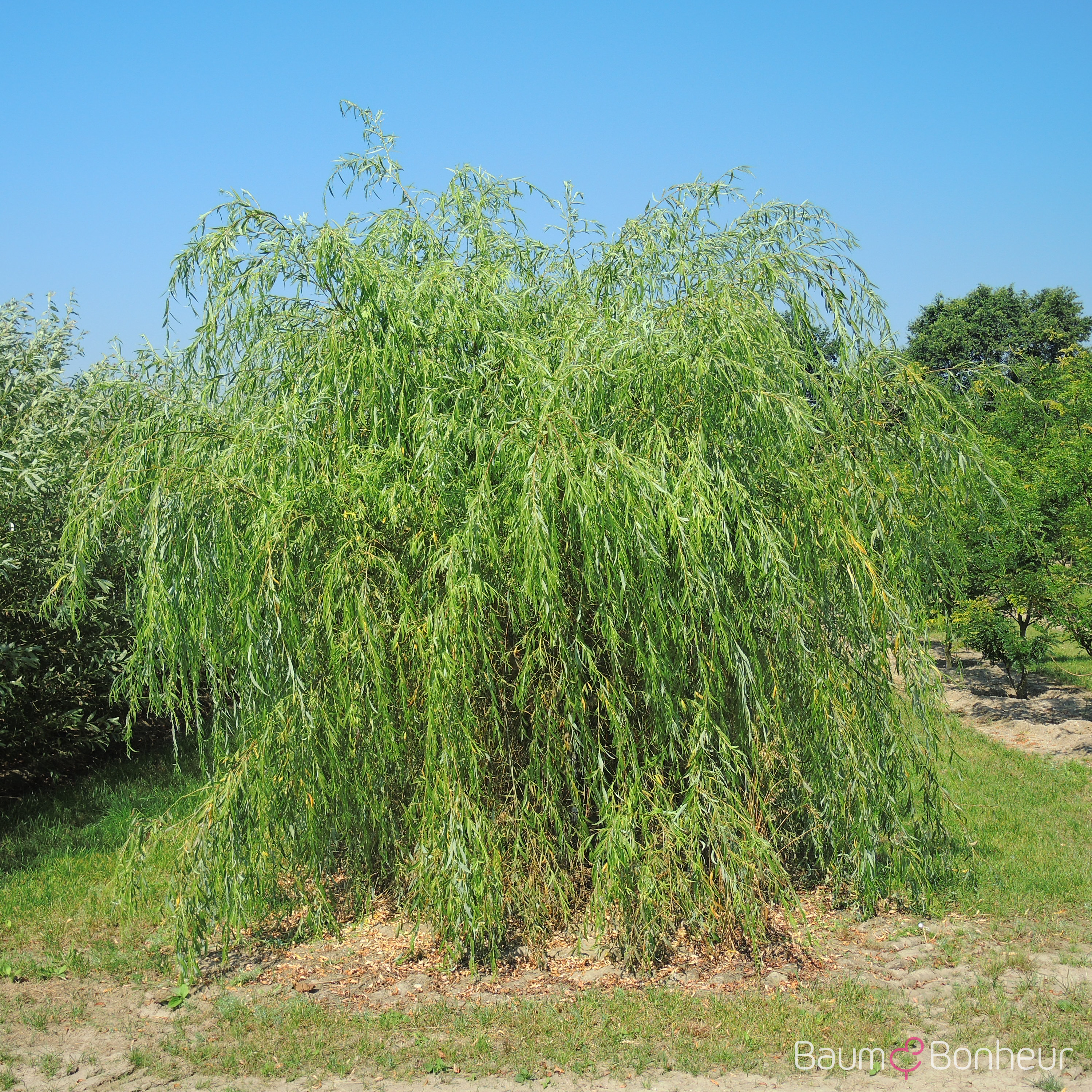 Salix babylonica