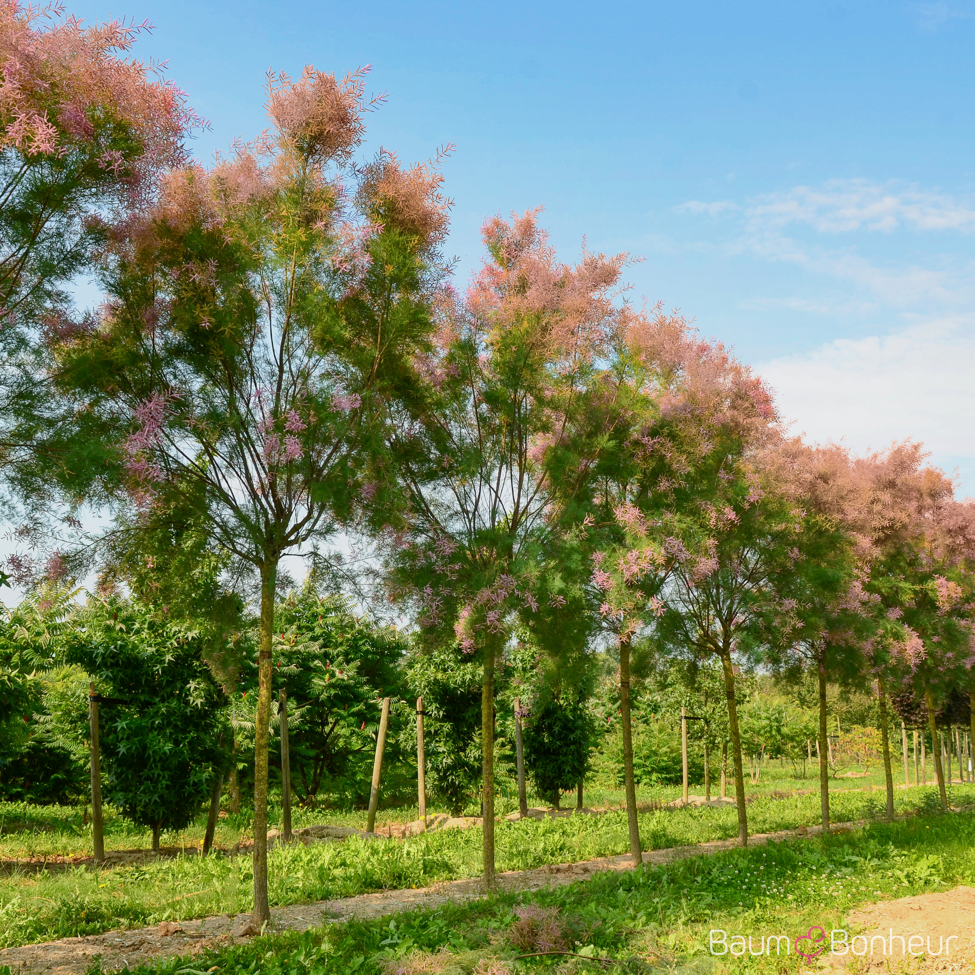 Tamarix parviflora