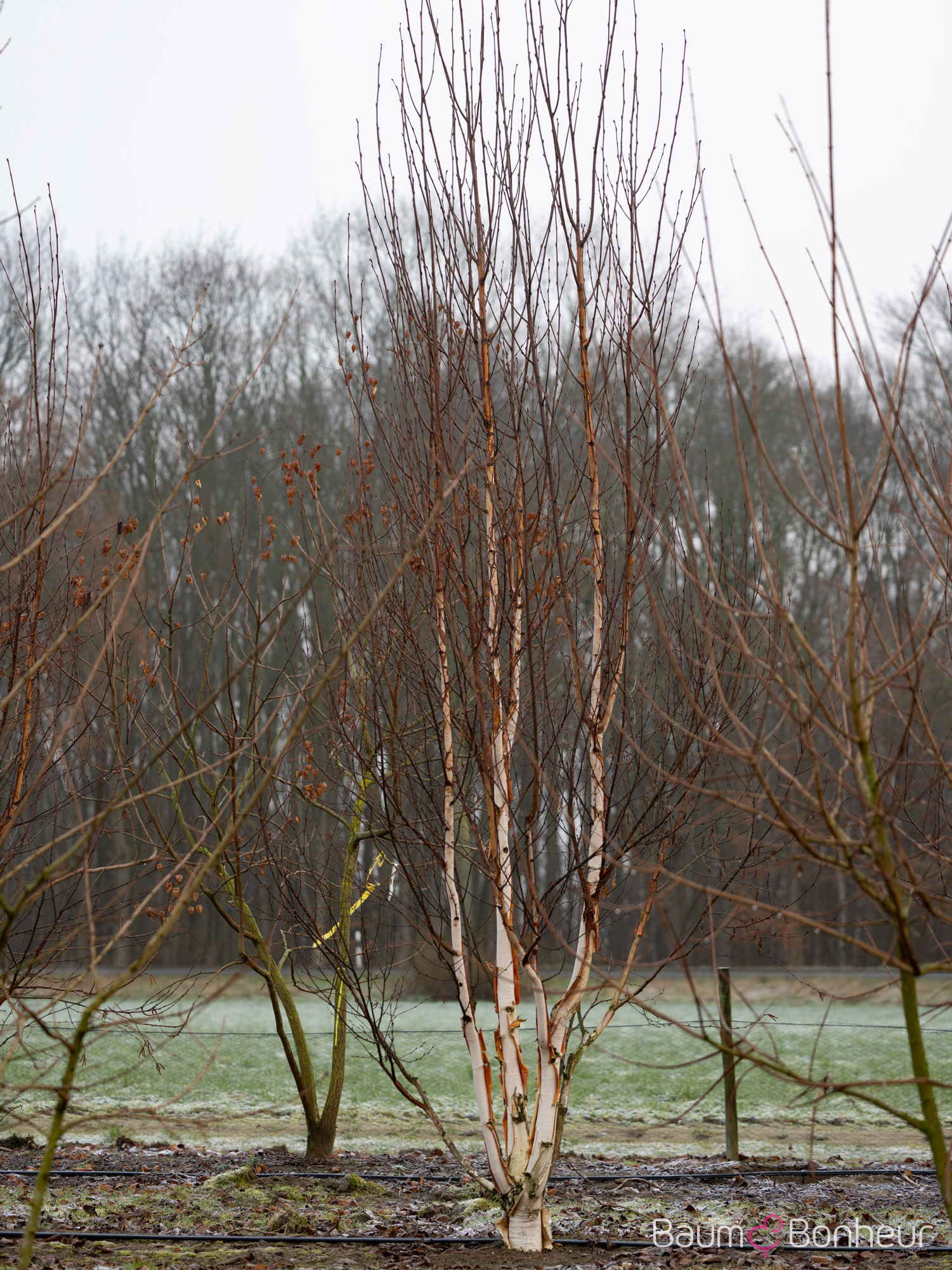 Betula albosinensis