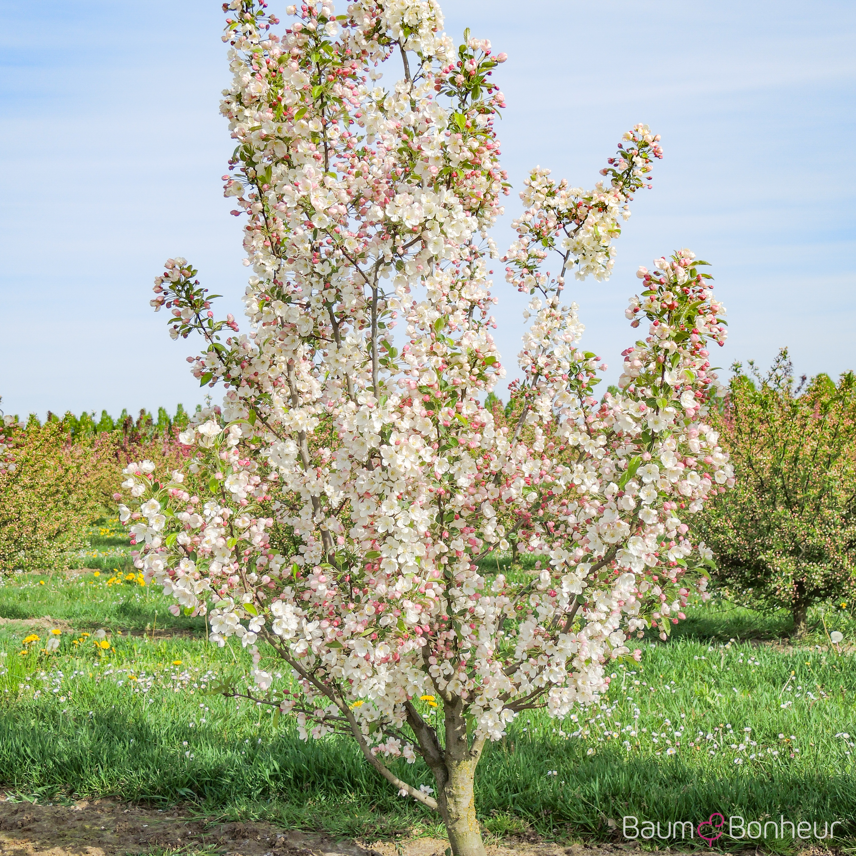 Malus 'Evereste'®