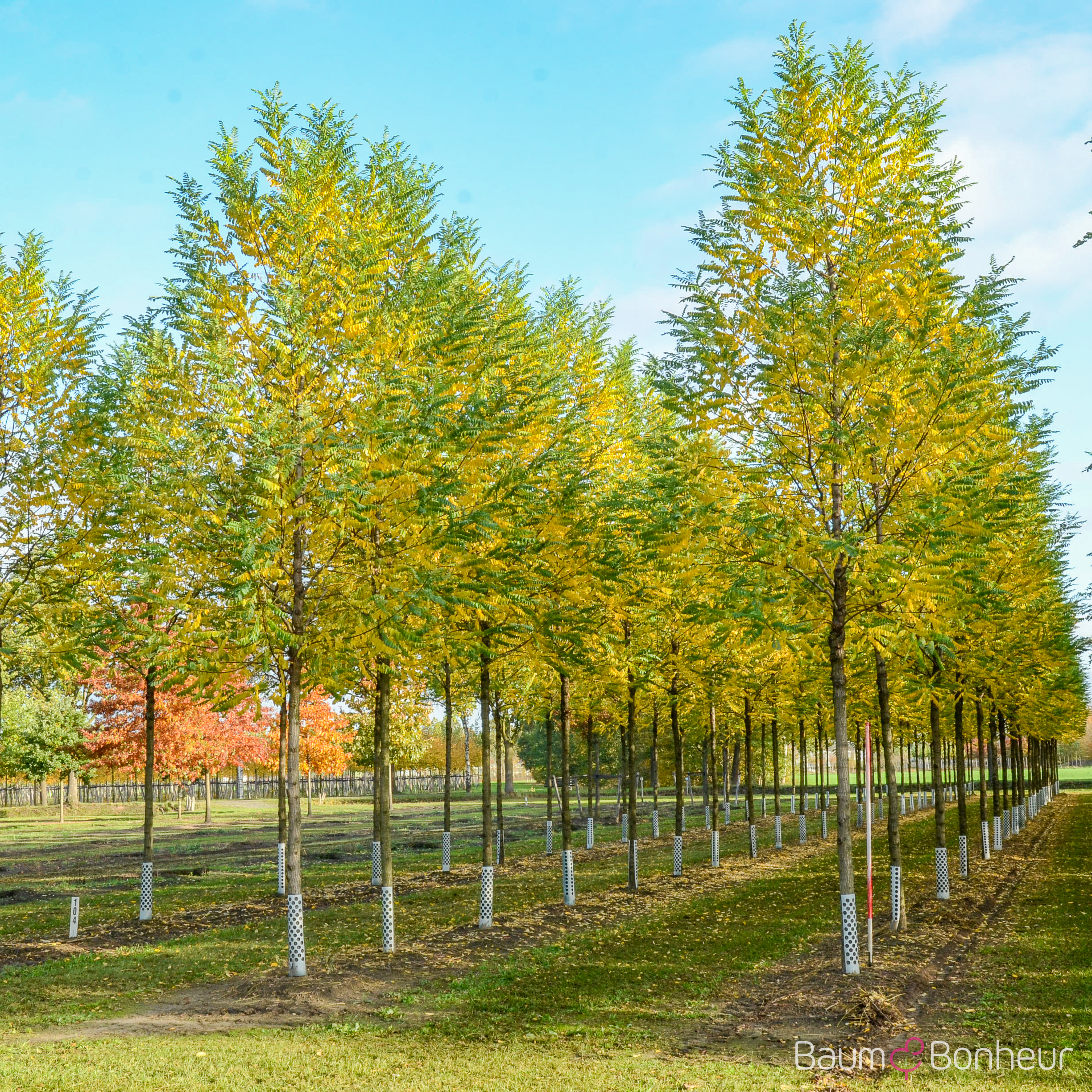 Robinia pseudoacacia 'Bessoniana'