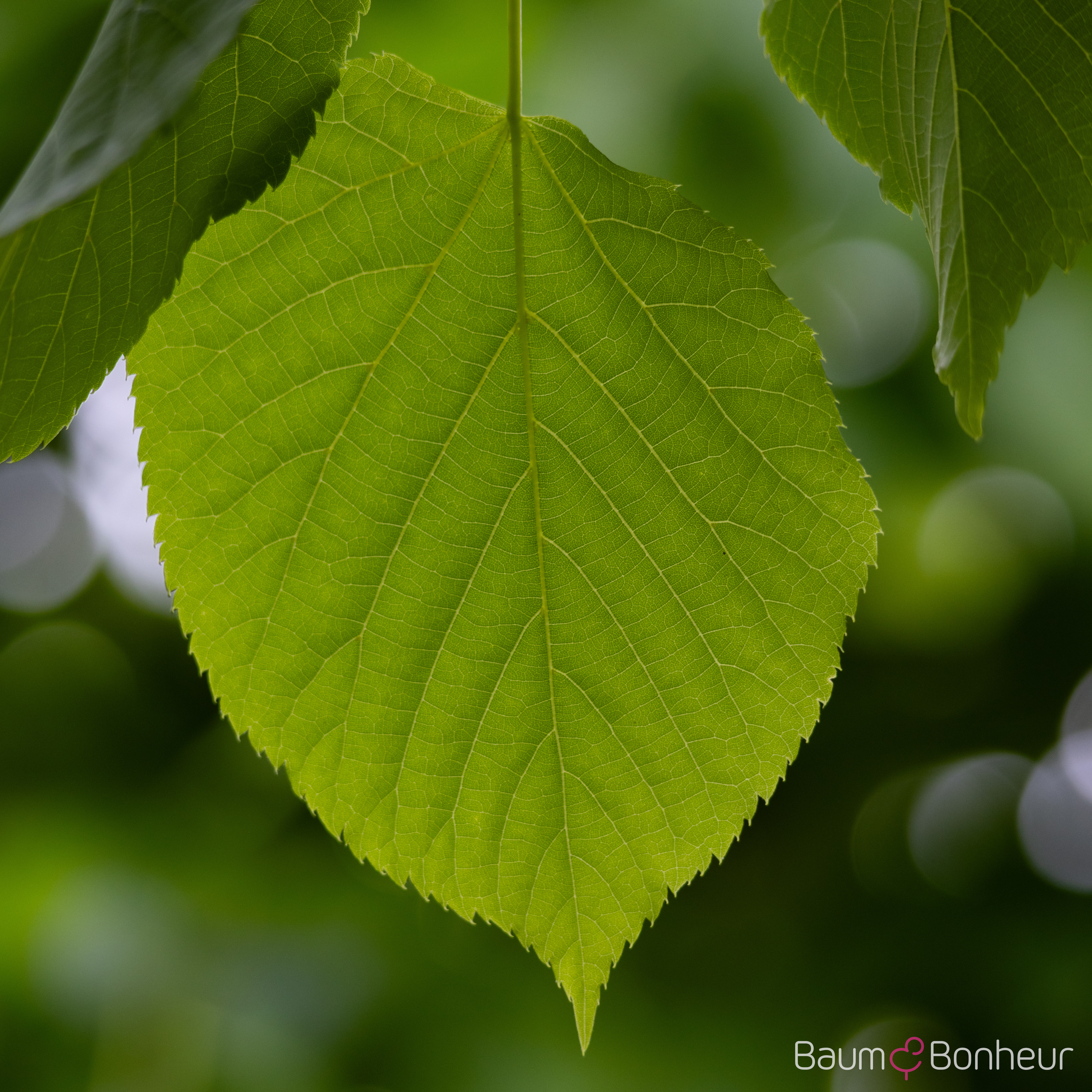Tilia flavescens 'Glenleven'