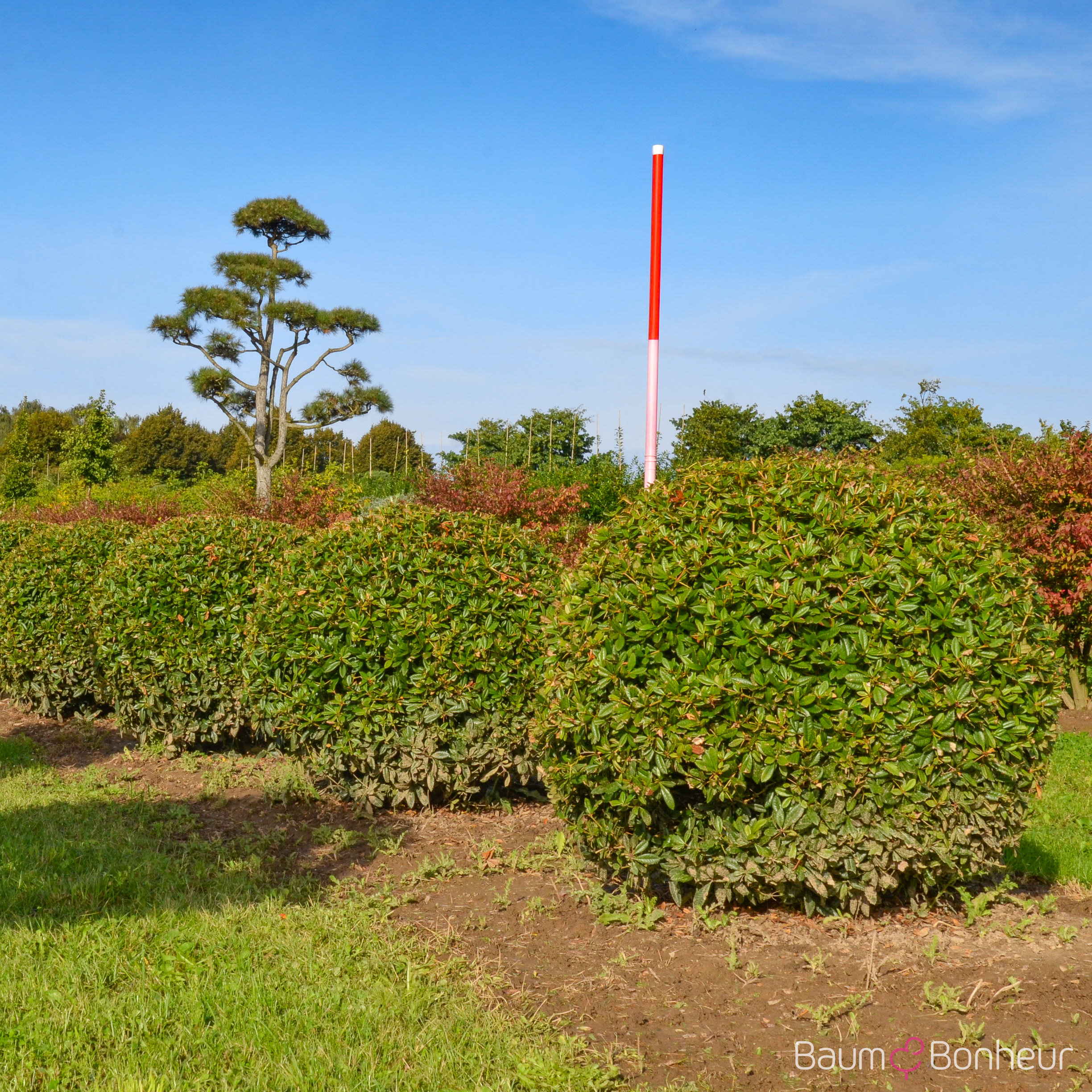 Berberis julianae
