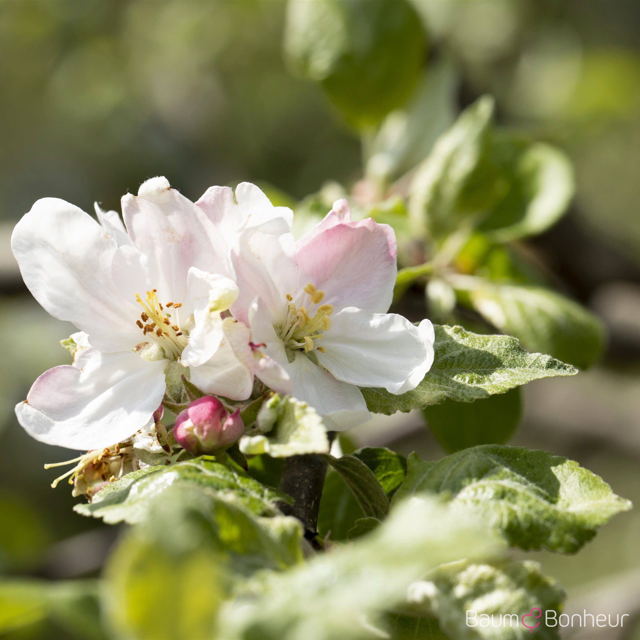 Malus 'Landsberger Renette'