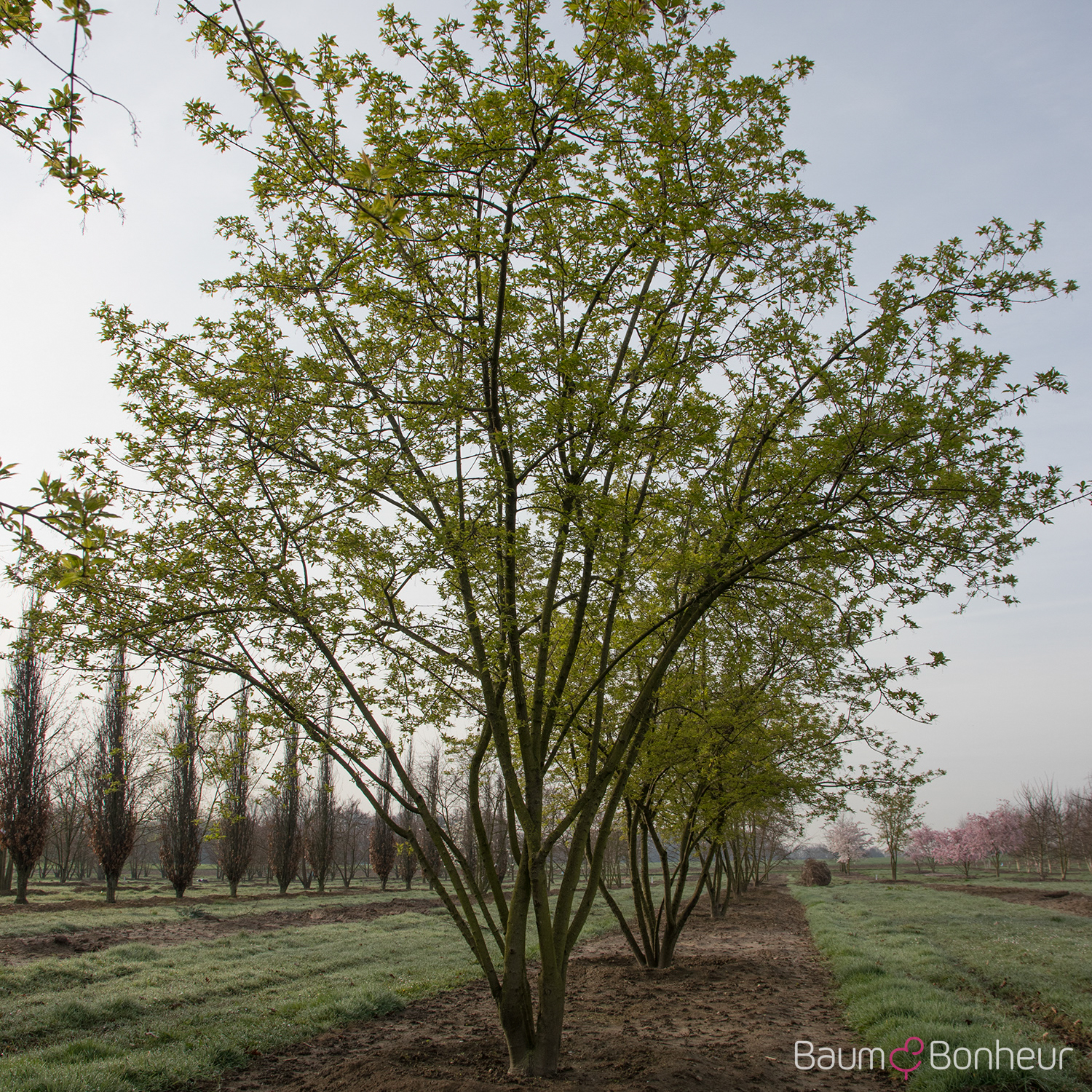 Acer tataricum subsp. ginnala